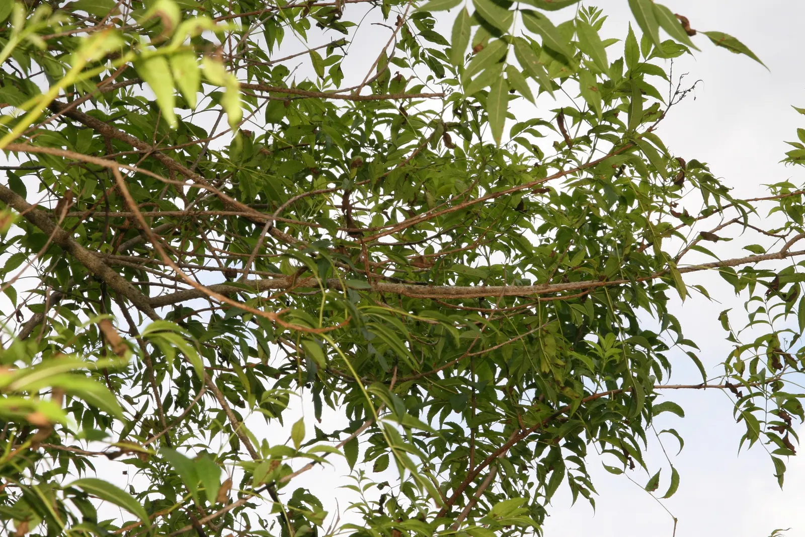 Yellow Bells (Tecoma Stans) — attract pollinators such as bees; when planting Tecoma stans, consider its placement carefully to avoid areas, image 64