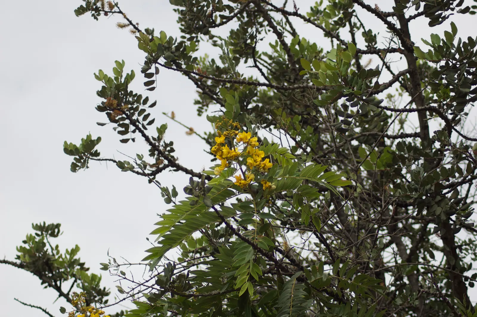 Yellow Bells (Tecoma Stans) — Hardy in Zones 9-11, it serves as an excellent choice for warm-climate gardens; attract pollinators such as bees, image 106