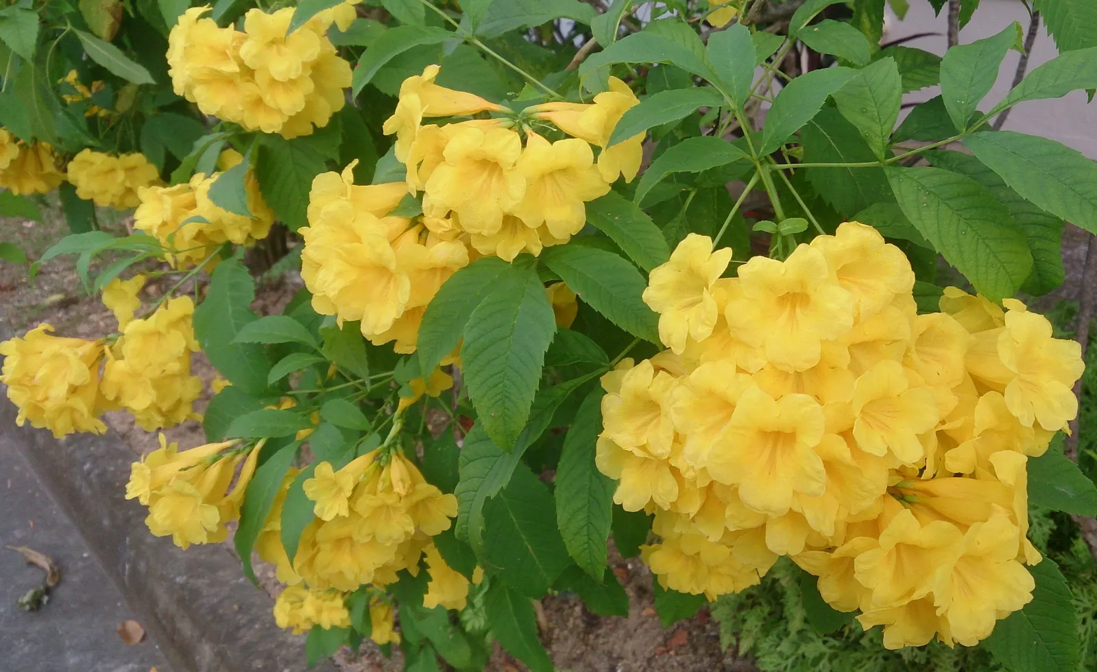 Yellow Bells (Tecoma Stans) — offering a prolonged display of color