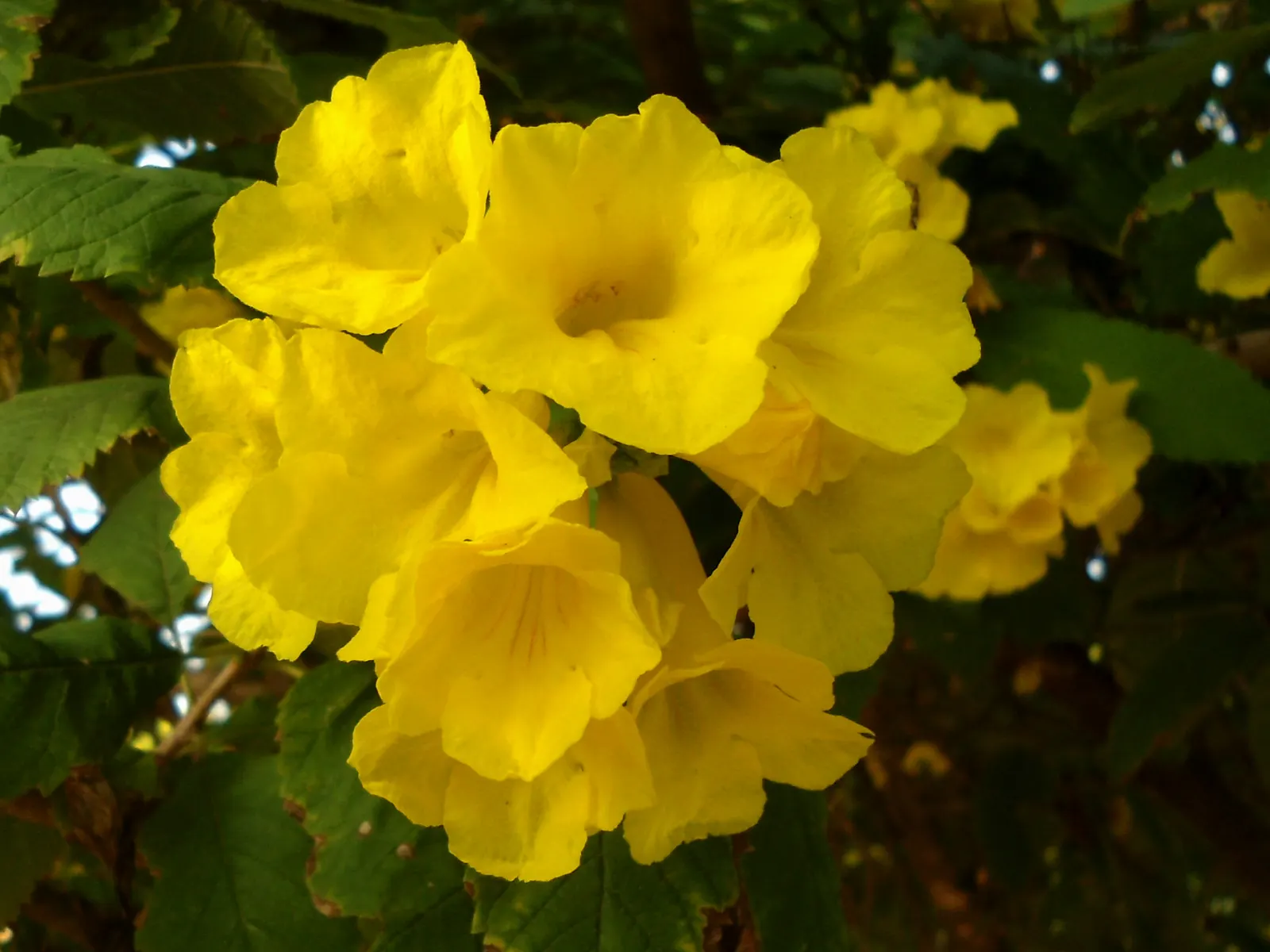 Yellow Bells (Tecoma Stans) — The Yellow Bells (Tecoma stans) is a vibrant perennial shrub reaching 5-10 feet in height; ideal for creating a focal point in