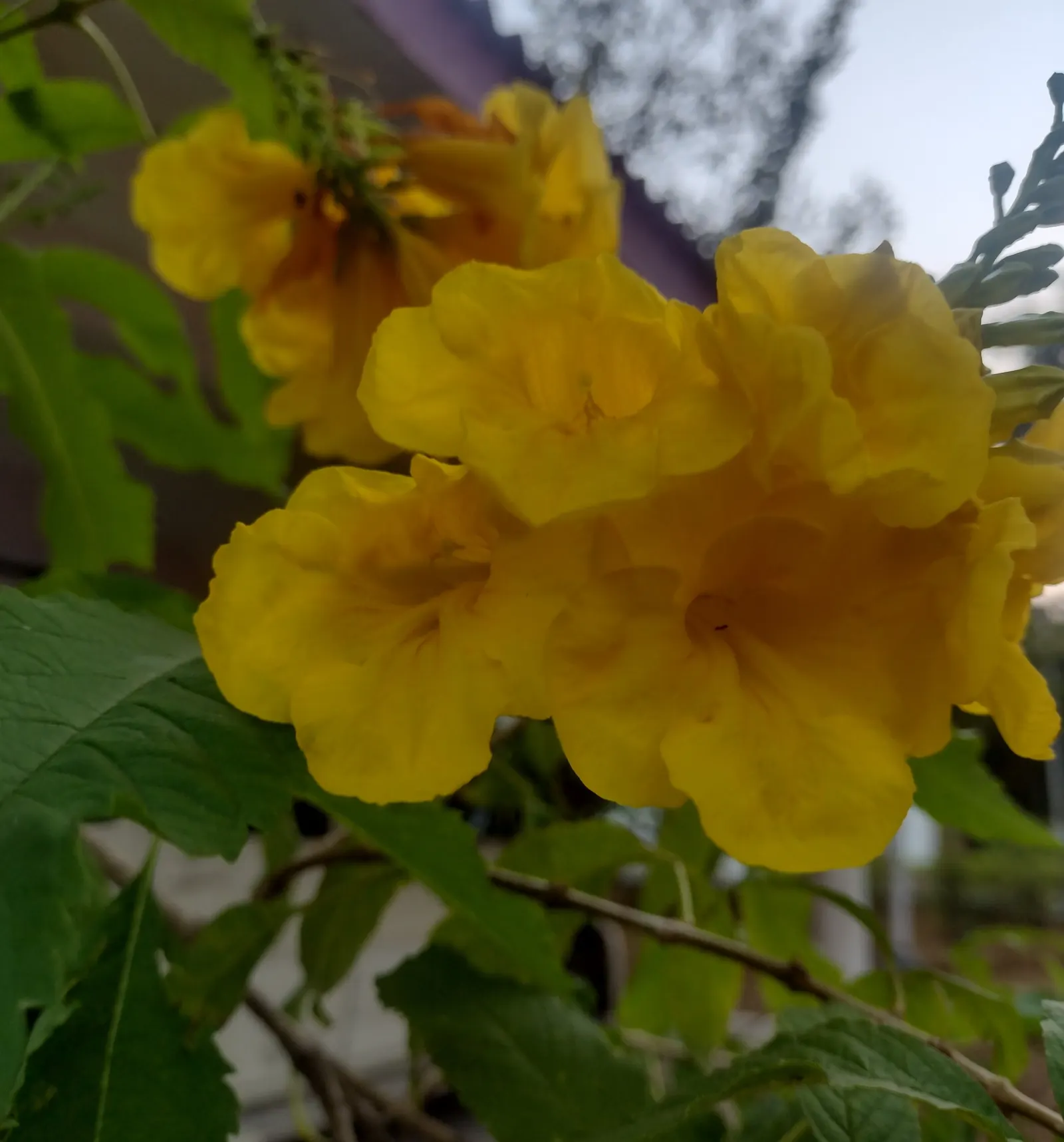 Yellow Bells (Tecoma Stans) — is an enchanting deciduous shrub that can bring a lush; this splendid shrub can be an eye-catching feature in your, image 82