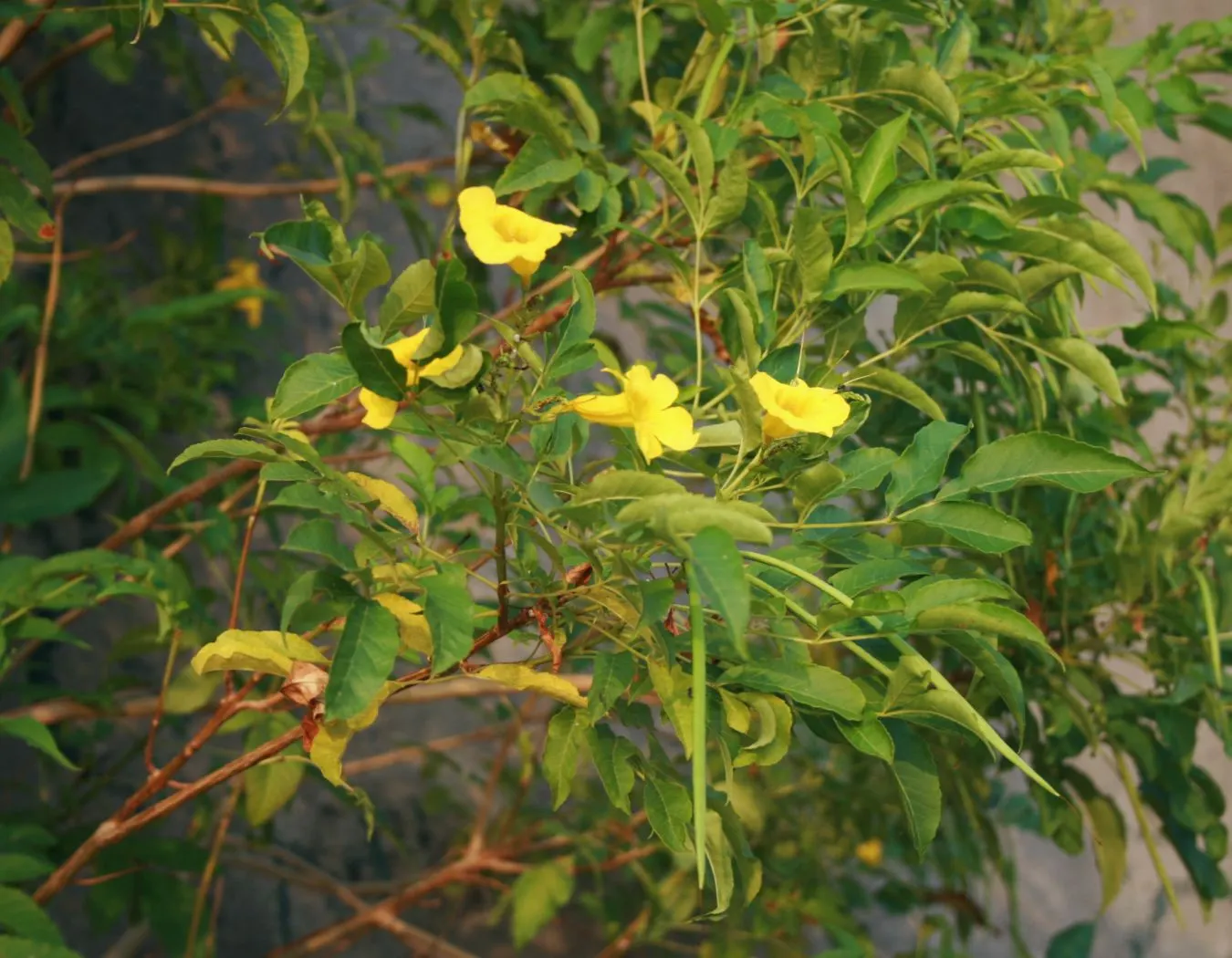 Yellow Bells (Tecoma Stans) — shrub with yellow blooms; enhancing the garden's biodiversity.<br><br>Growing to a height of 3 to 8 feet and a spread, image 99