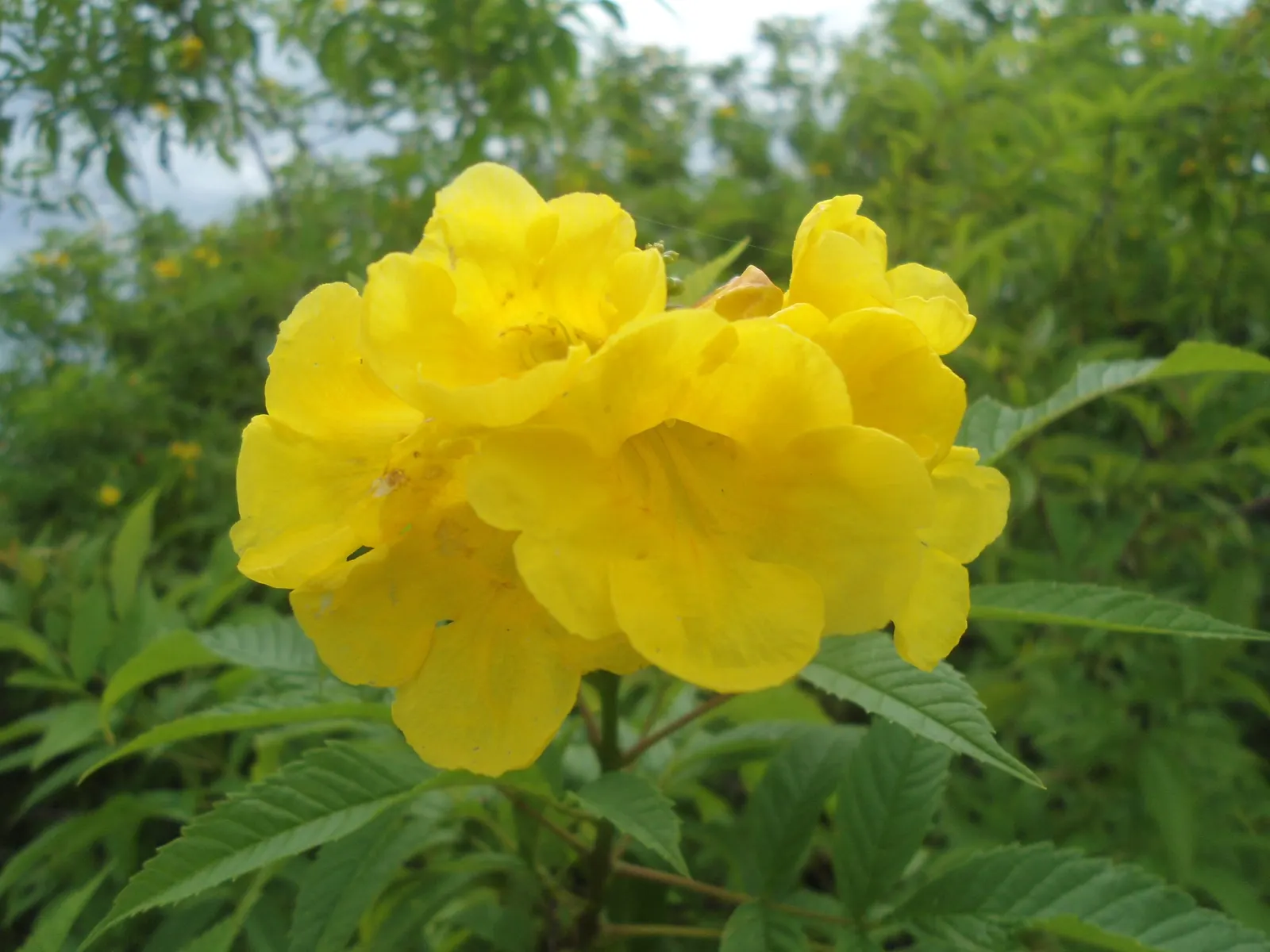 Yellow Bells (Tecoma Stans) — A member of the Bignoniaceae family