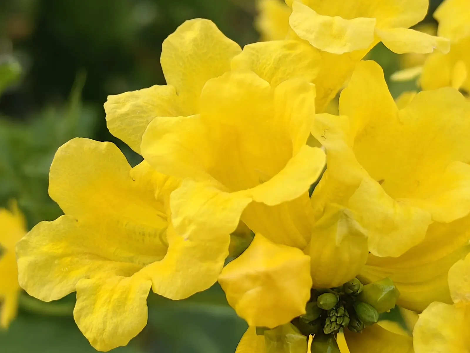 Yellow Bells (Tecoma Stans) — is an enchanting deciduous shrub that can bring a lush; this splendid shrub can be an eye-catching feature in your client's garden