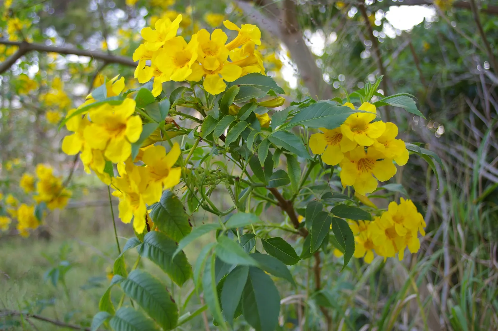 Yellow Bells (Tecoma Stans) — bright yellow flowers that bloom prolifically from early summer until the first frost; shrub with yellow blooms, image 86