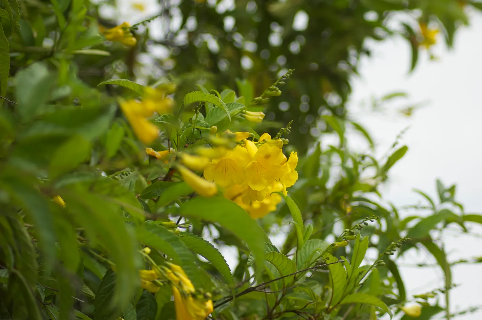 Yellow Bells (Tecoma Stans) — It thrives in USDA Hardiness Zones 9 through 11 and prefers full sun to partial shade; yellow Bells can be used as an, image 67