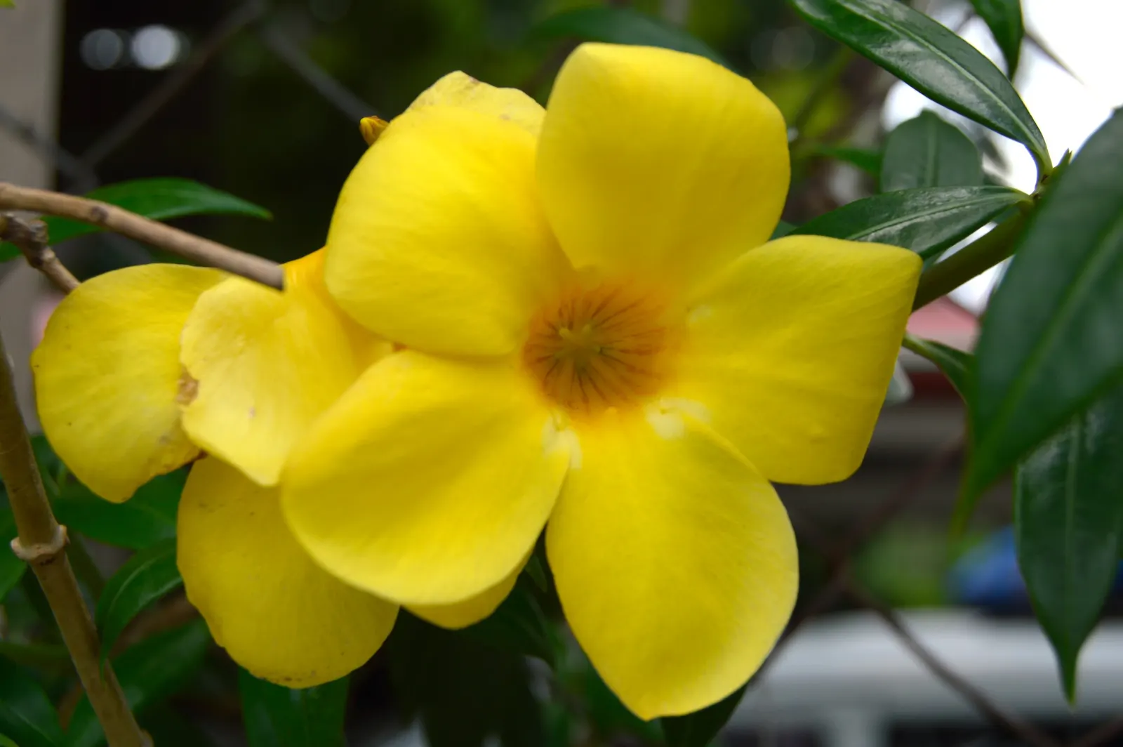 Yellow Bells (Tecoma Stans) — shrub for full or half; sunny splash of color and a haven for wildlife, image 100