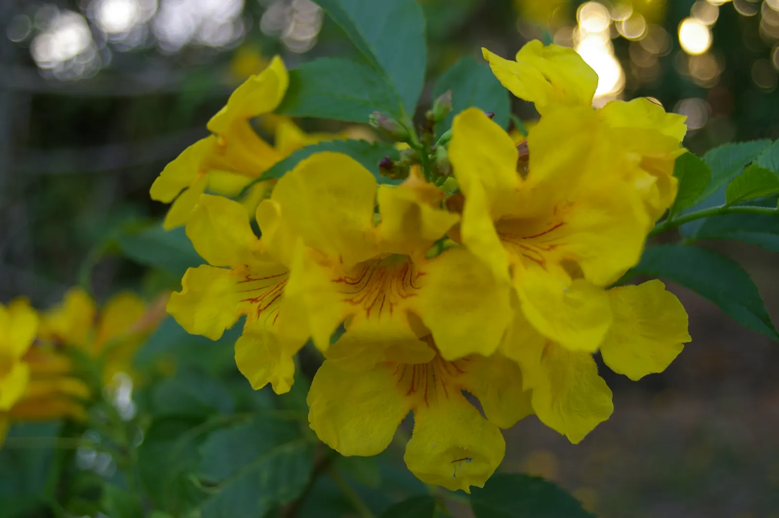 Yellow Bells (Tecoma Stans) — When planting Tecoma stans, consider its placement carefully to avoid areas frequented by pets and children