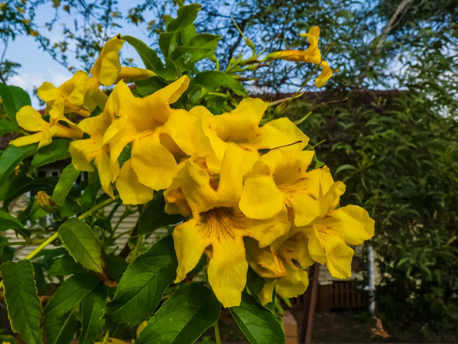 Yellow Bells (Tecoma Stans) — The Yellow Bells (Tecoma stans) is a vibrant perennial shrub reaching 5-10 feet in height; ideal for creating a focal, image 126