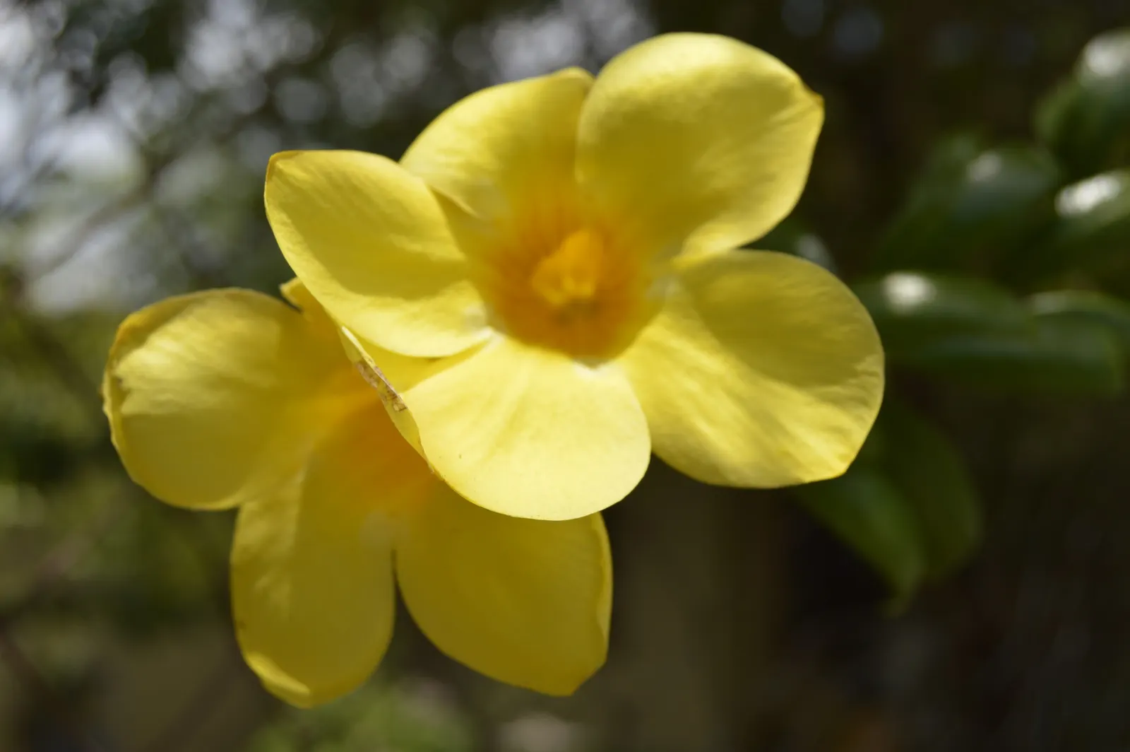 Yellow Bells (Tecoma Stans) — It thrives in USDA Hardiness Zones 9 through 11 and prefers full sun to partial shade; yellow Bells can be used as an, image 92