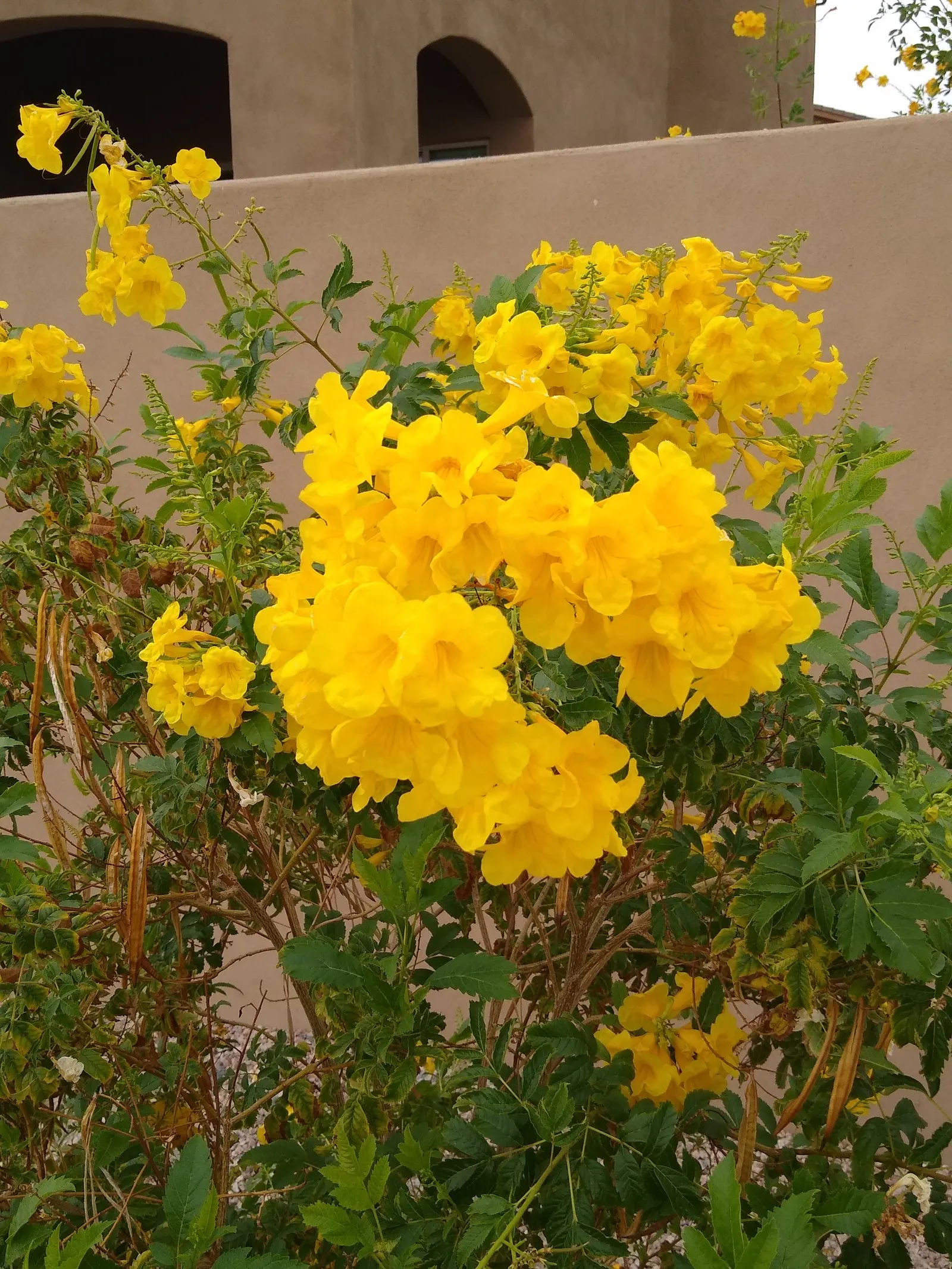 Yellow Bells (Tecoma Stans) — plant it in well-drained soil and provide moderate water; yellow flowers in the garden