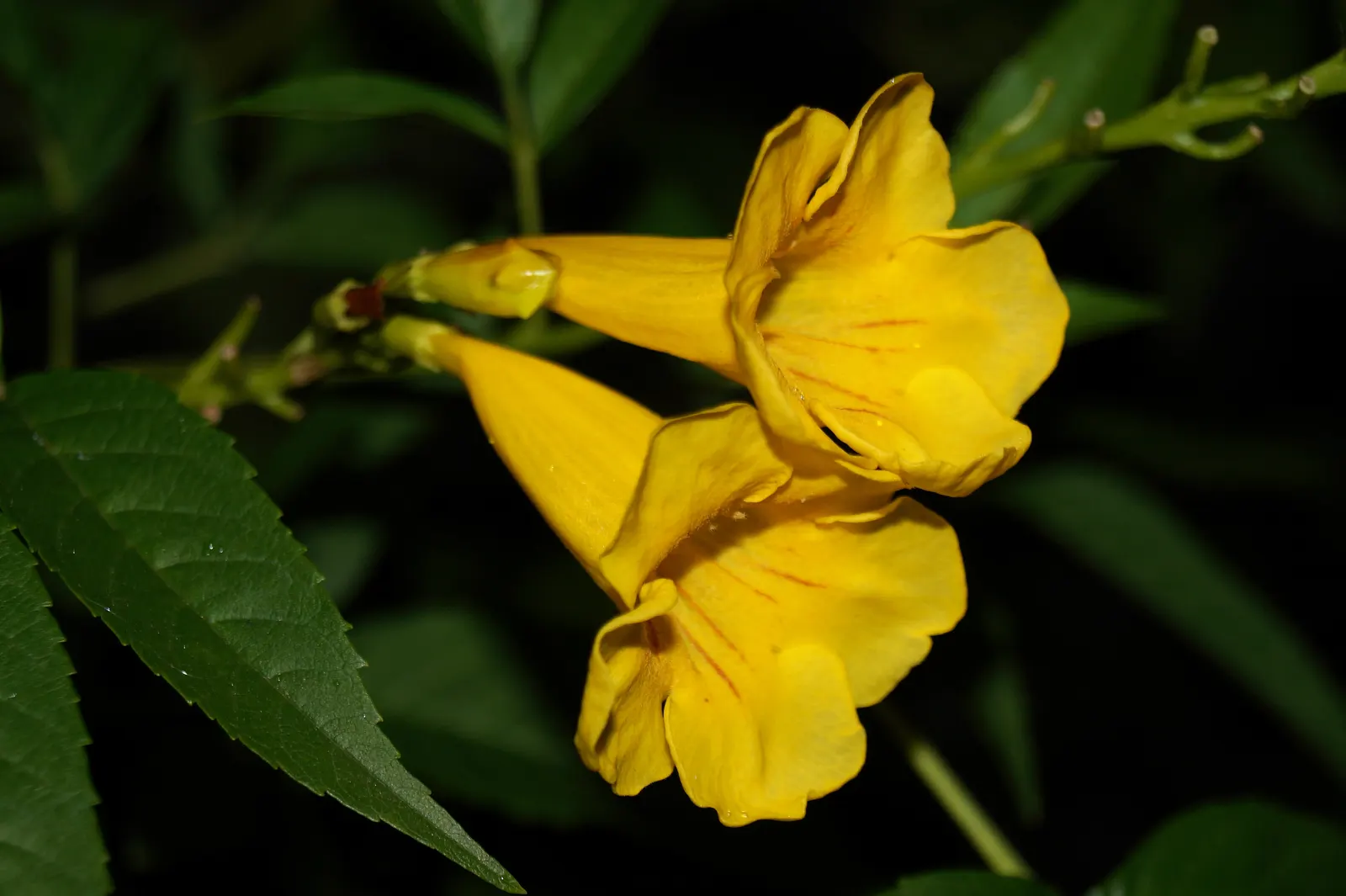 Yellow Bells (Tecoma Stans) — Blooms spring to frost, attracting hummingbirds and butterflies; is an enchanting deciduous shrub that can bring a, image 105