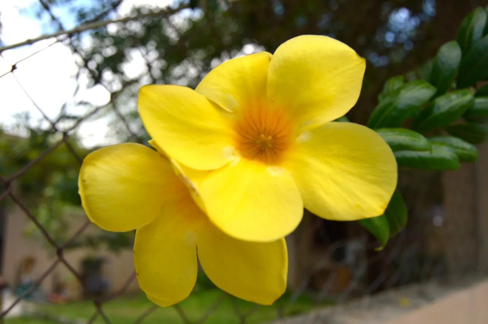 Yellow Bells (Tecoma Stans) — is an enchanting deciduous shrub that can bring a lush; this splendid shrub can be an eye-catching feature in your, image 107