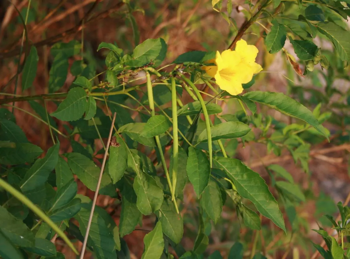 Yellow Bells (Tecoma Stans) — yellow flowers in the garden; tropical ambiance to any landscape design, image 73