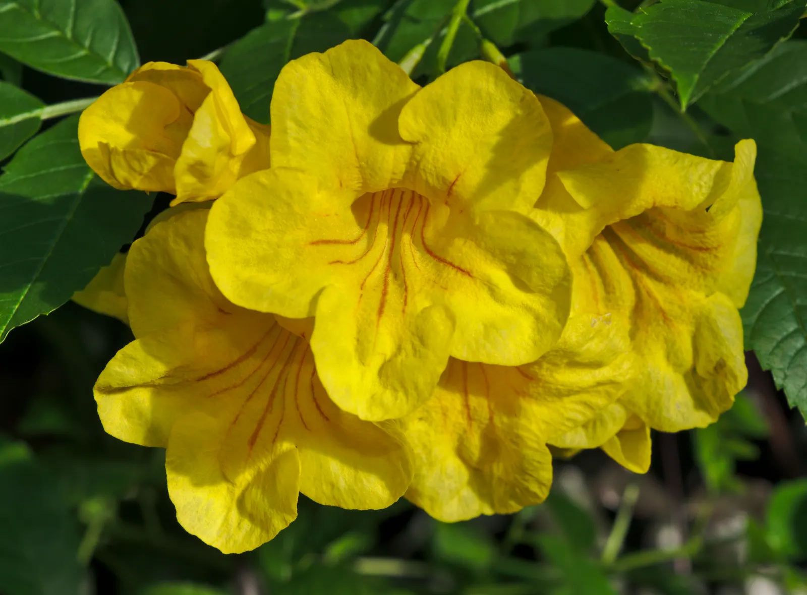 Yellow Bells (Tecoma Stans) — It thrives in full sun and is drought-tolerant once established, requiring minimal care; plant it in well-drained, image 53