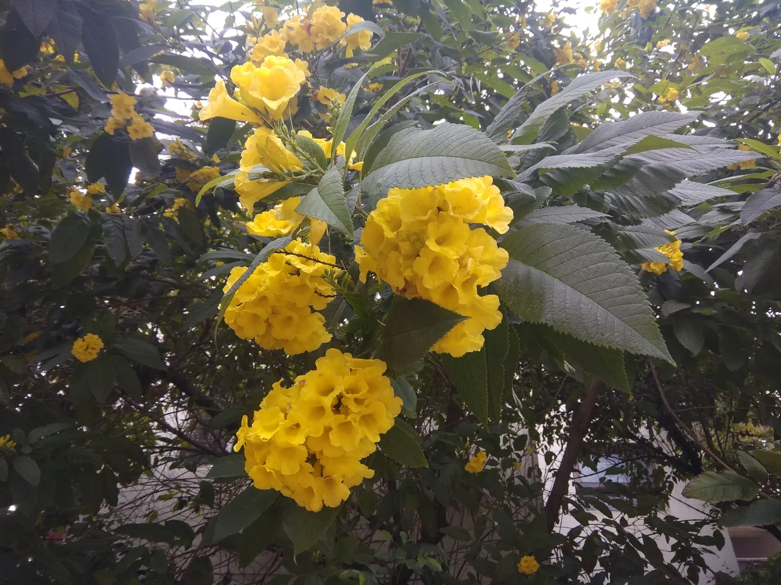 Yellow Bells (Tecoma Stans) — Yellow Bells can be used as an effective focal point in the garden; a member of the Bignoniaceae family, image 66