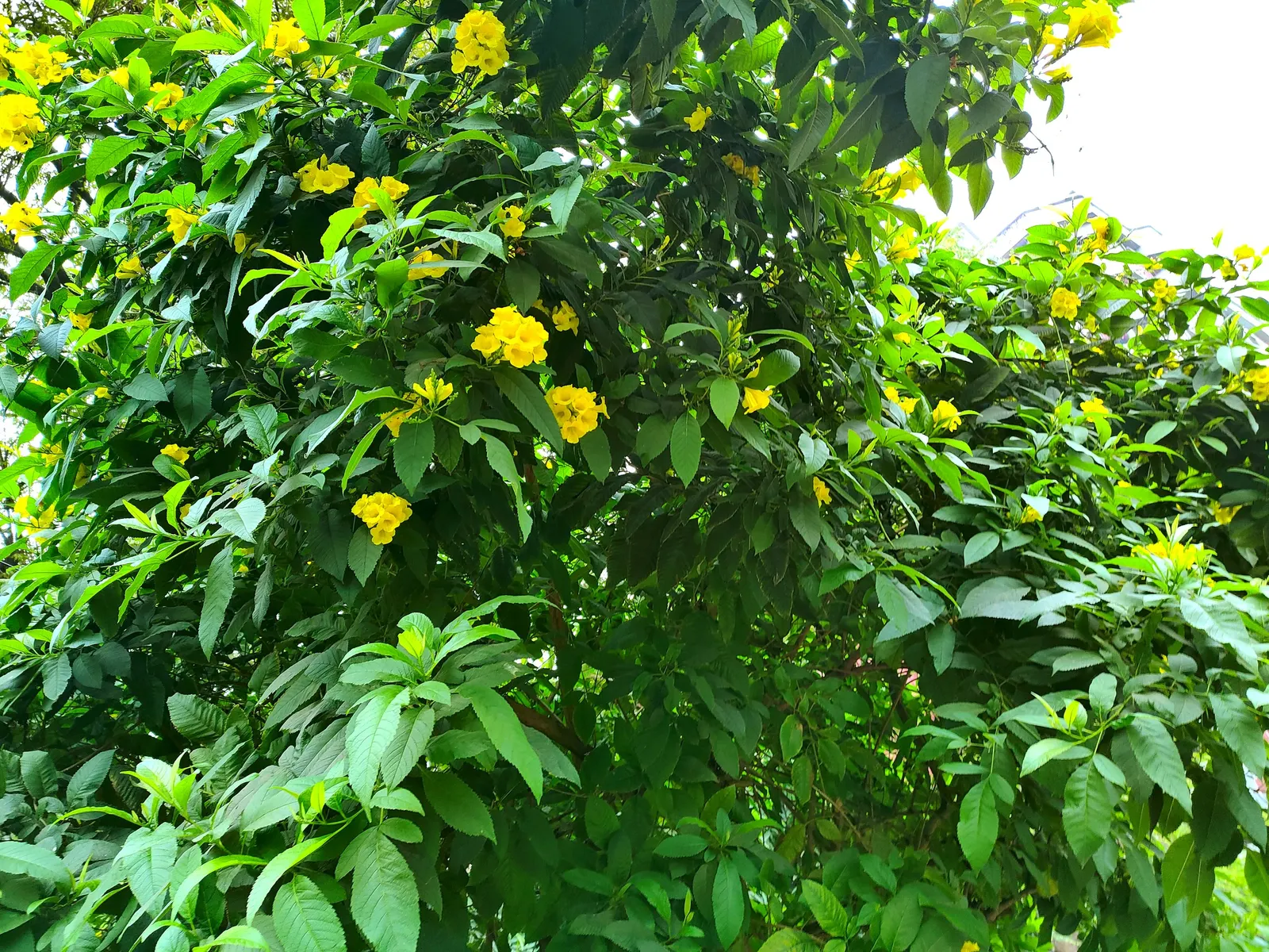 Yellow Bells (Tecoma Stans) — Yellow Bells can be used as an effective focal point in the garden; a member of the Bignoniaceae family