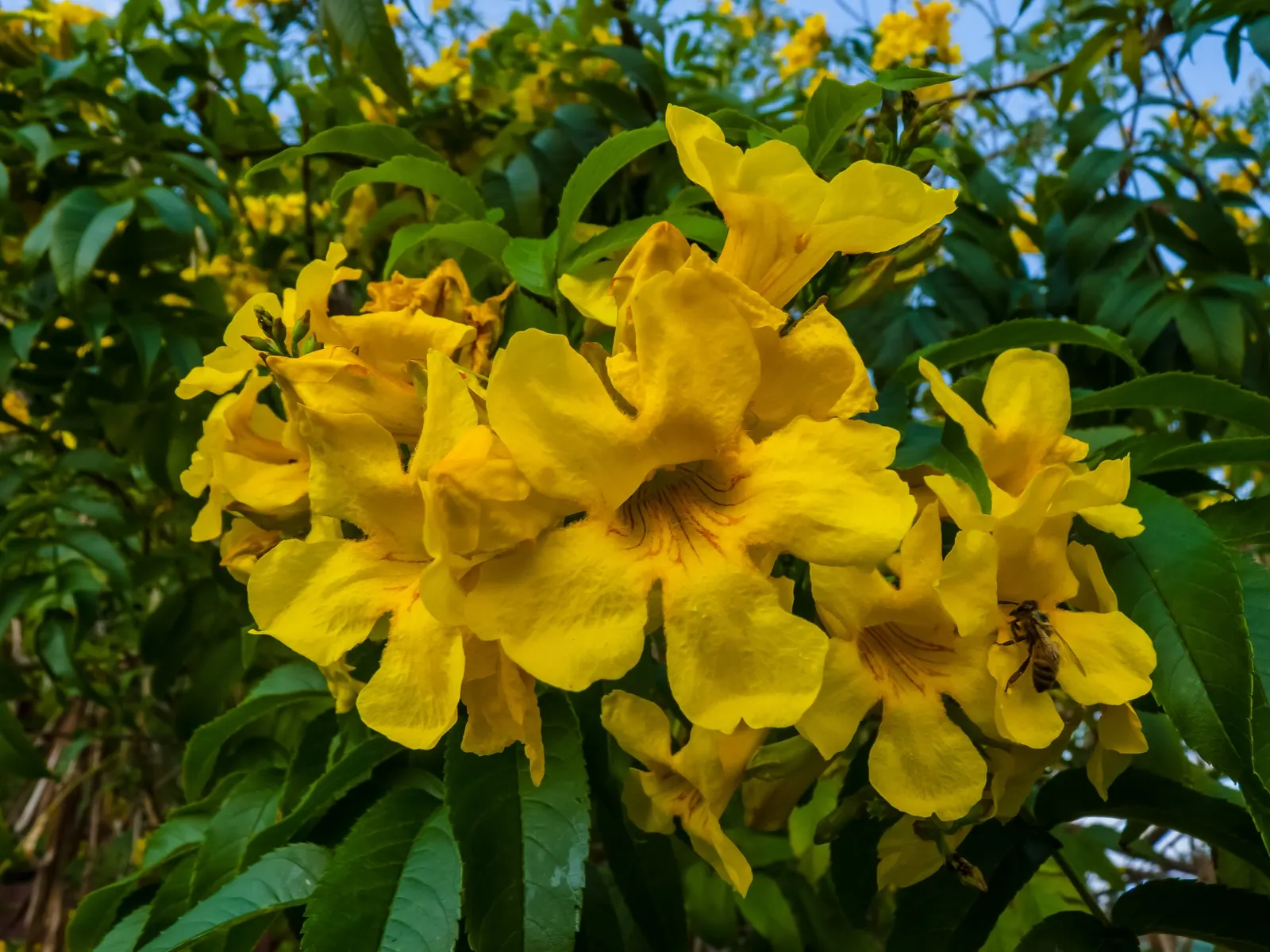 Yellow Bells (Tecoma Stans) — tropical ambiance to any landscape design; it thrives in full sun and is drought-tolerant once established, requiring, image 83