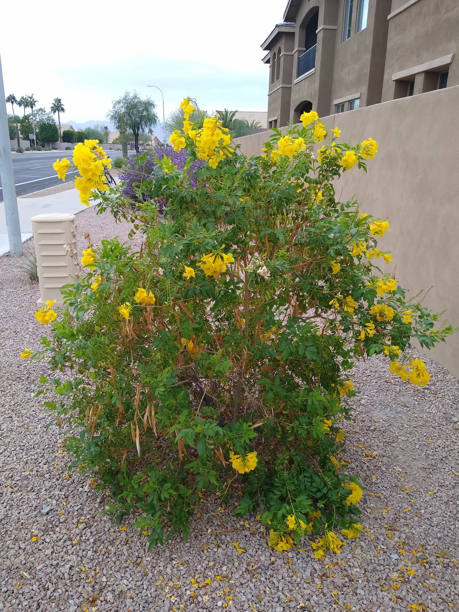Yellow Bells (Tecoma Stans) — Ideal for creating a focal point in xeriscapes or as an ornamental border; shrub for full or half, image 54