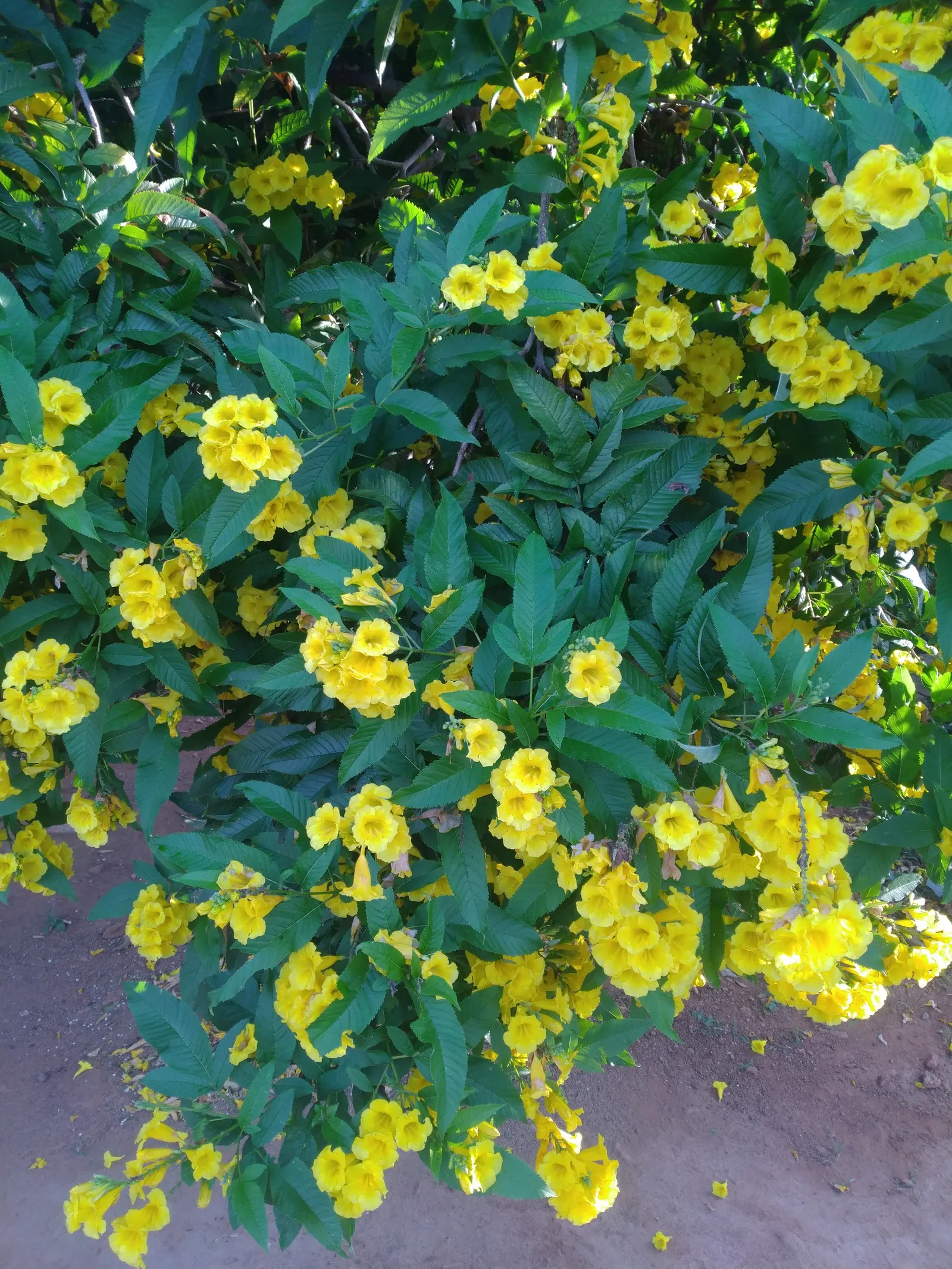 Yellow Bells (Tecoma Stans) — yellow flowers in the garden; tropical ambiance to any landscape design, image 98