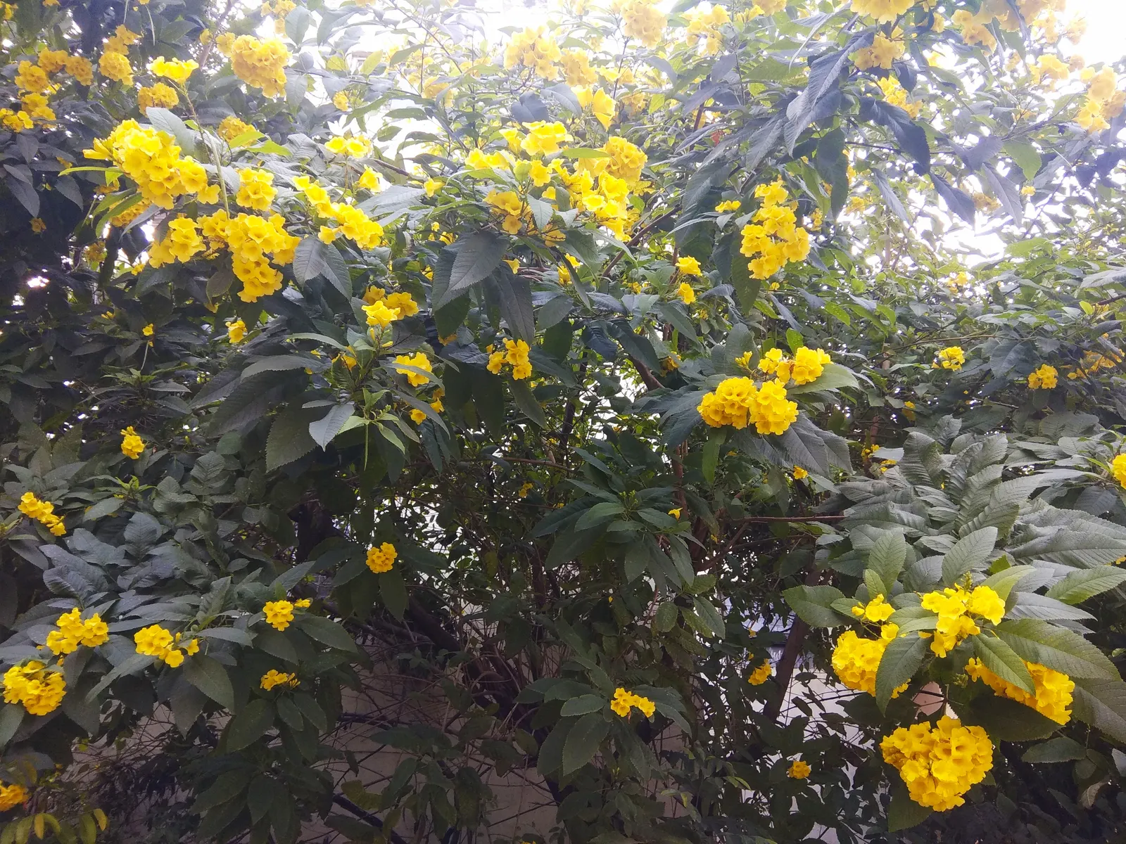 Yellow Bells (Tecoma Stans) — plant it in well-drained soil and provide moderate water; yellow flowers in the garden, image 68