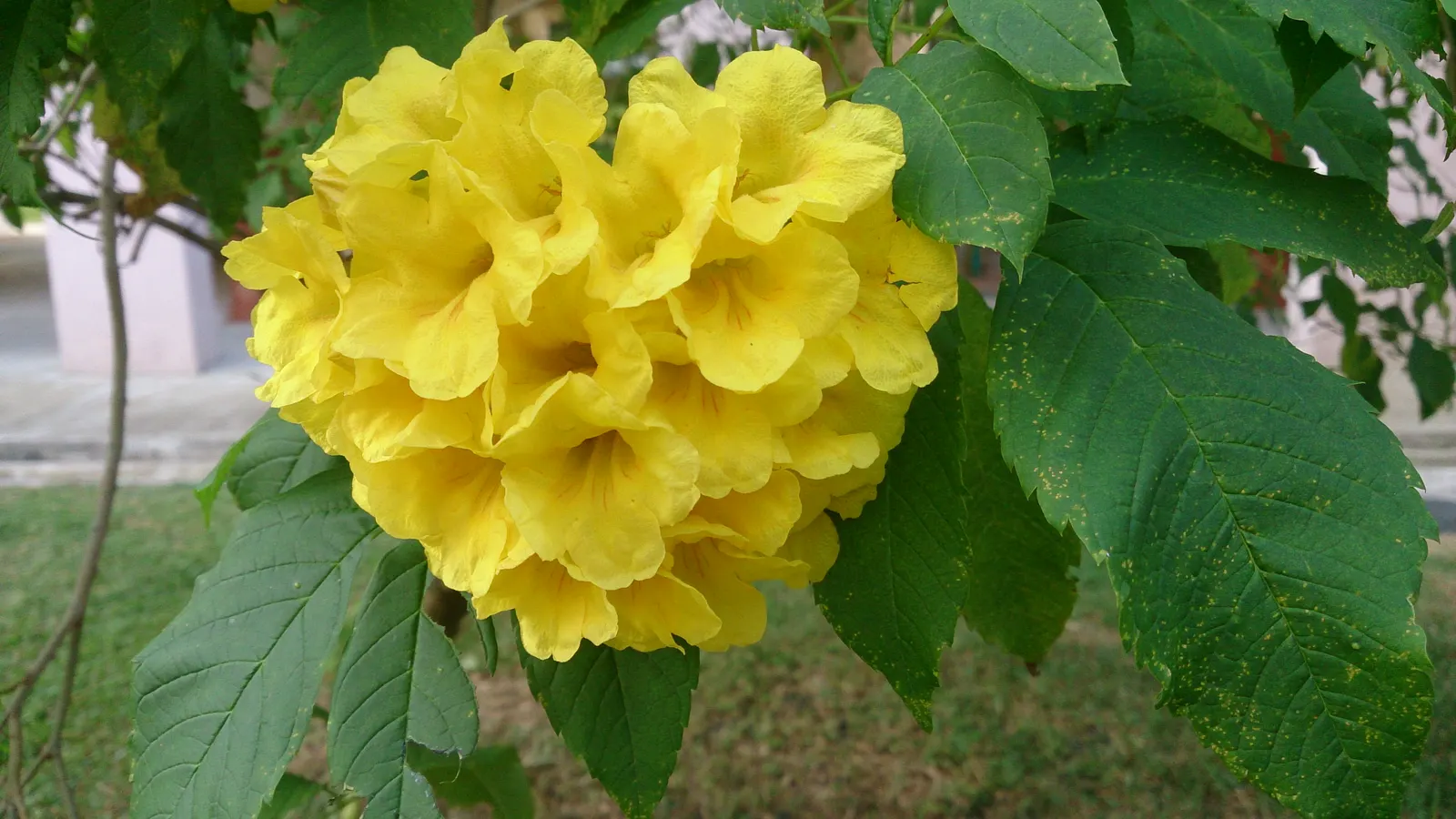 Yellow Bells (Tecoma Stans) — It thrives in USDA Hardiness Zones 9 through 11 and prefers full sun to partial shade; yellow Bells can be used as an, image 117