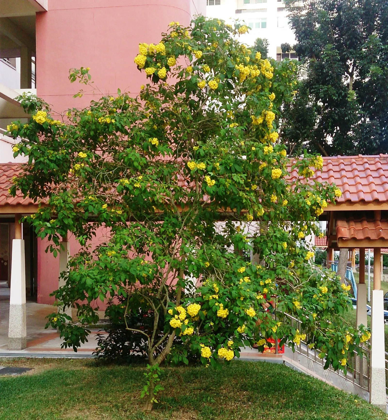 Yellow Bells (Tecoma Stans) — This splendid shrub can be an eye-catching feature in your client's garden; and the foliage can provide a lush, image 121