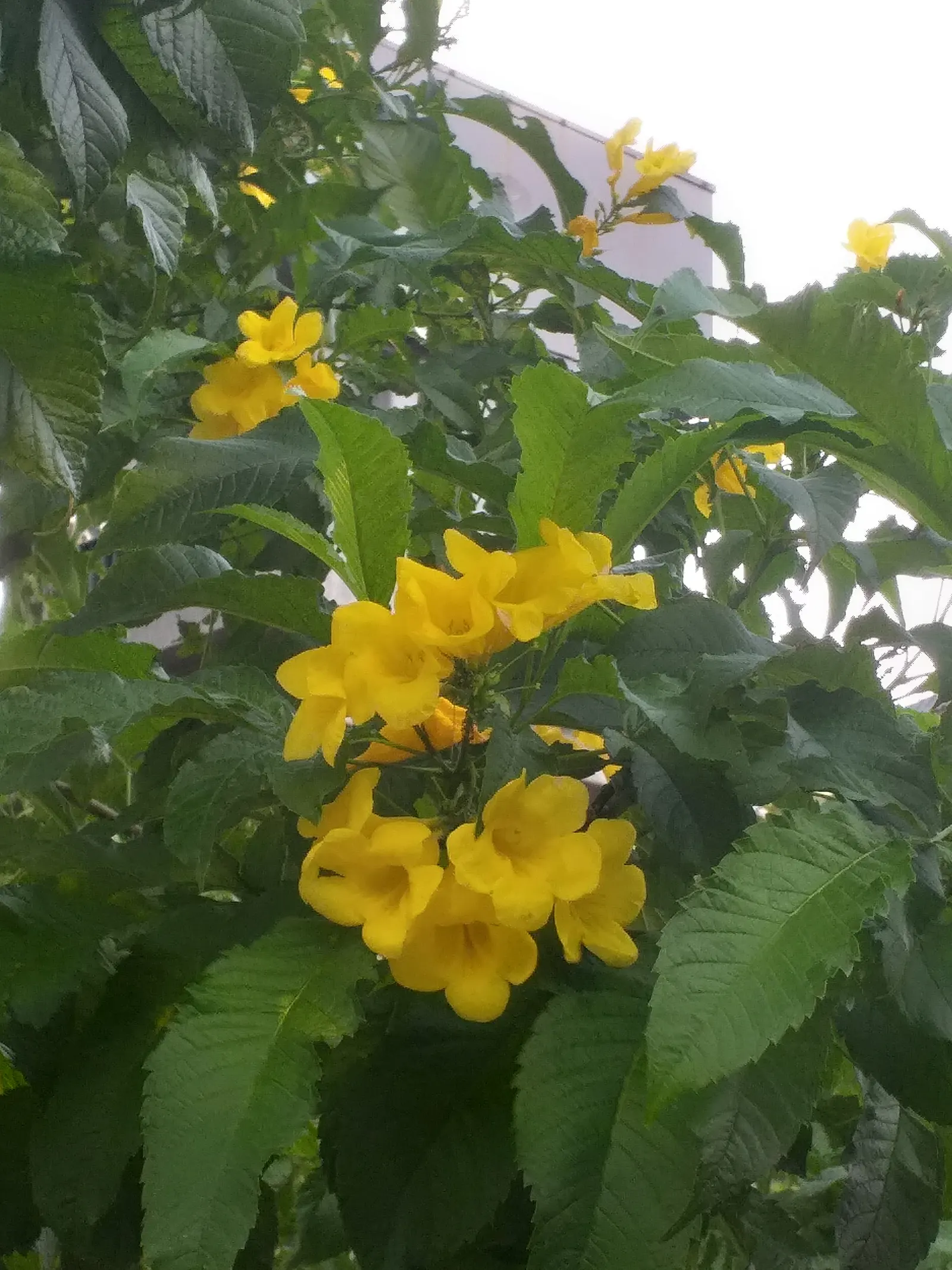 Yellow Bells (Tecoma Stans) — this vibrant plant is revered for its abundant clusters of trumpet-shaped
