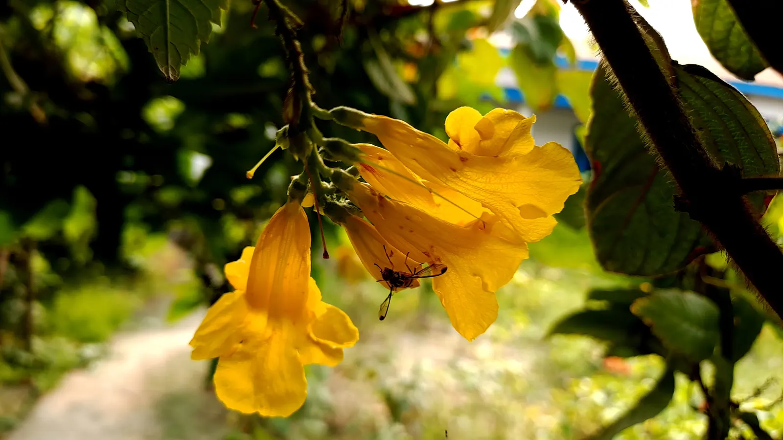 Yellow Bells (Tecoma Stans) — and the foliage can provide a lush backdrop for other plants in the design; blooms spring to frost, attracting, image 119