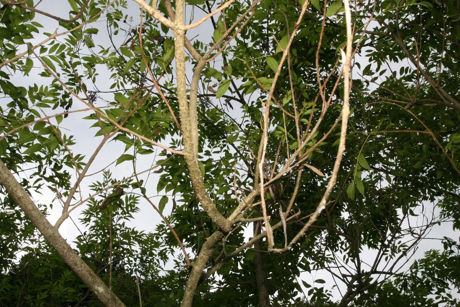 Yellow Bells (Tecoma Stans) — shrub with yellow blooms; enhancing the garden's biodiversity.<br><br>Growing to a height of 3 to 8 feet and a spread, image 74