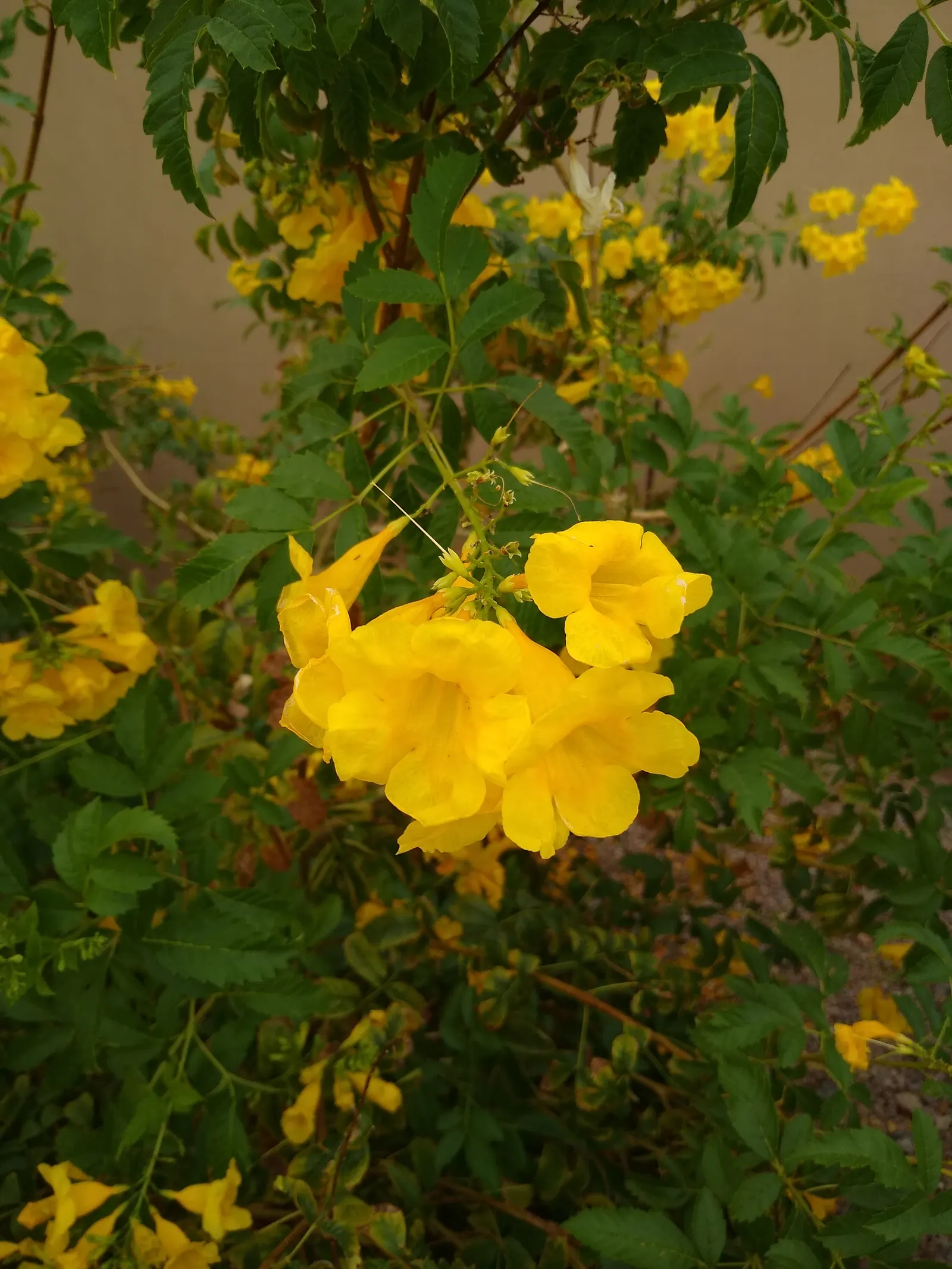 Yellow Bells (Tecoma Stans) — enhancing the garden's biodiversity.<br><br>Growing to a height of 3 to 8 feet and a spread of 3 to 6 feet; known for its