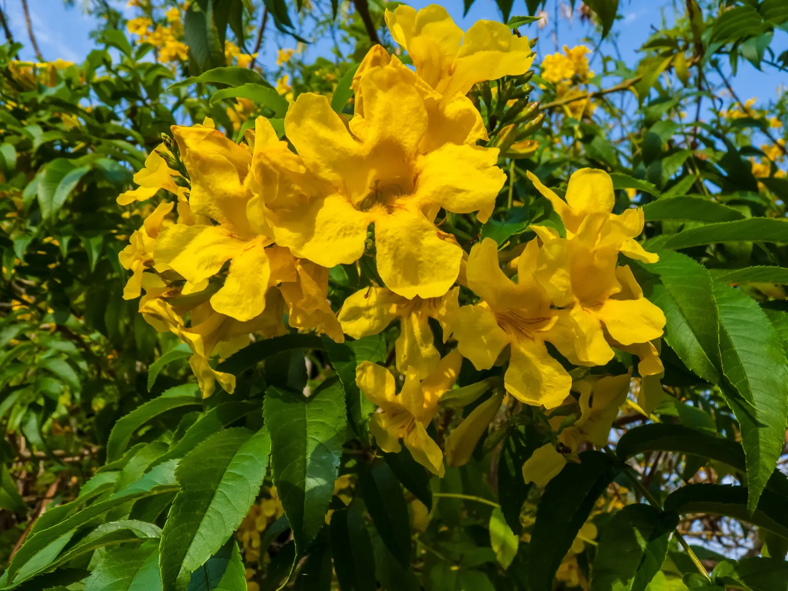 Yellow Bells (Tecoma Stans) — bright yellow flowers that bloom prolifically from early summer until the first frost