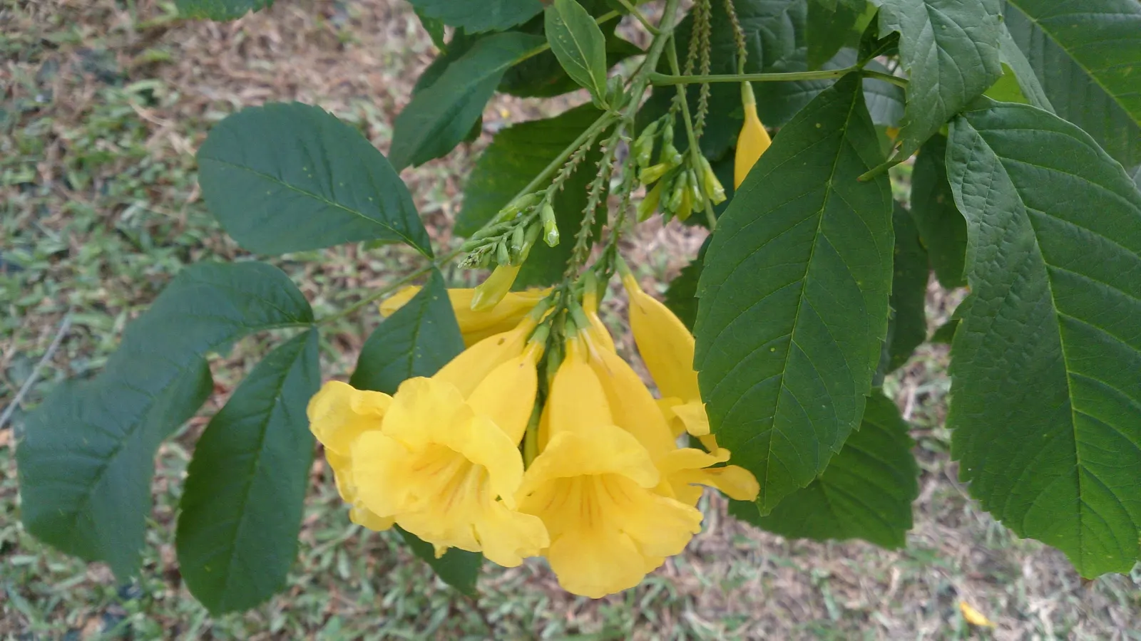 Yellow Bells (Tecoma Stans) — tropical ambiance to any landscape design; it thrives in full sun and is drought-tolerant once established, requiring minimal care