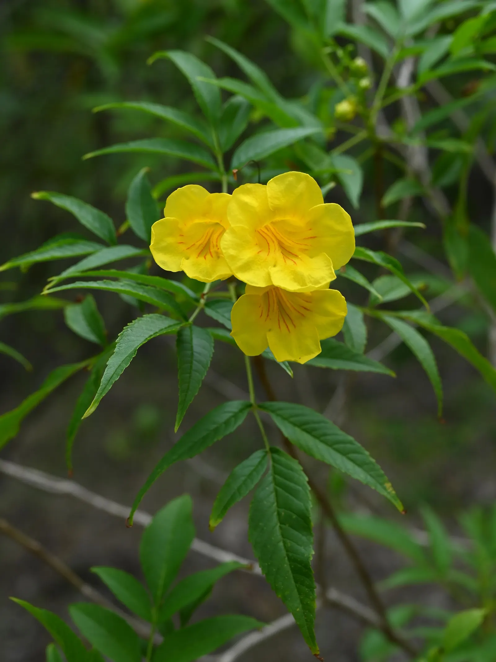 Yellow Bells (Tecoma Stans) — When planting Tecoma stans, consider its placement carefully to avoid areas frequented by pets and children; offering, image 70