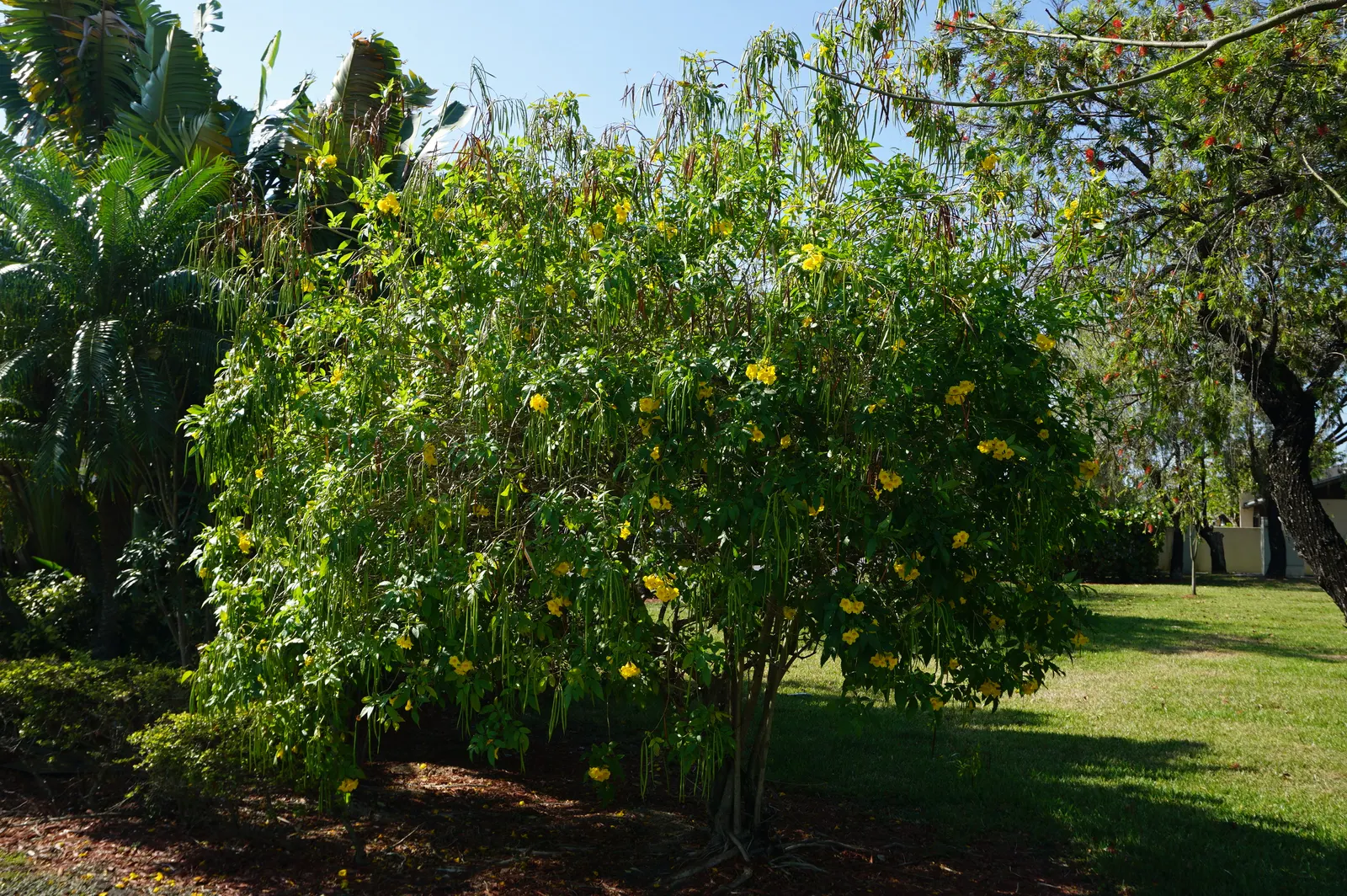 Yellow Bells (Tecoma Stans) — typically 1.5 to 2 inches long, image 38