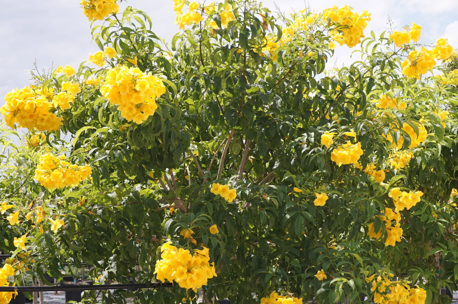Yellow Bells (Tecoma Stans) — shrub with yellow blooms