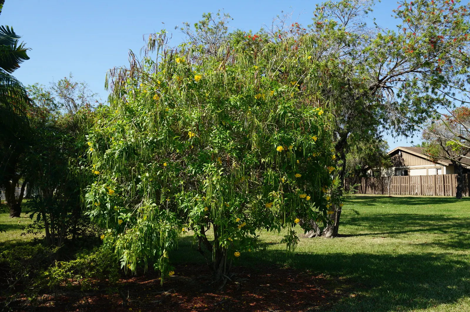 Yellow Bells (Tecoma Stans) — plant it in well-drained soil and provide moderate water; yellow flowers in the garden, image 118
