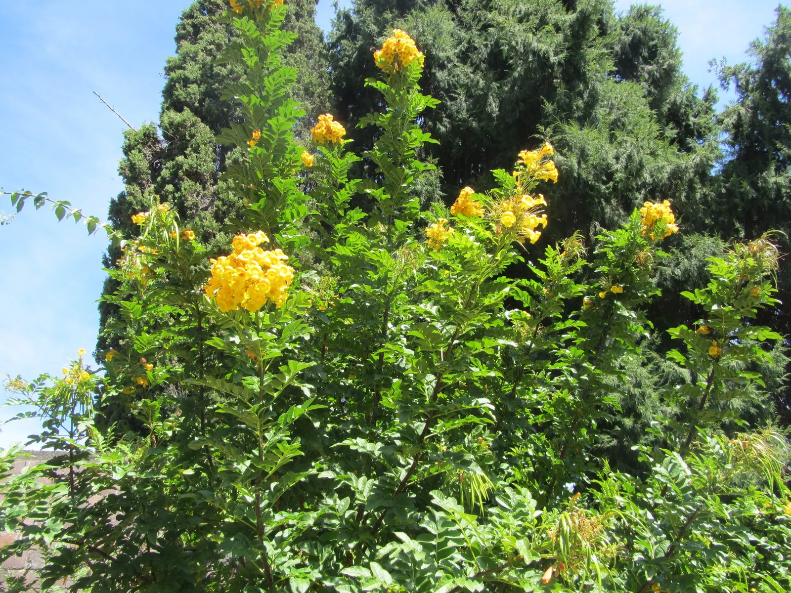 Yellow Bells (Tecoma Stans) — enhancing the garden's biodiversity.<br><br>Growing to a height of 3 to 8 feet and a spread of 3 to 6 feet; known for, image 90
