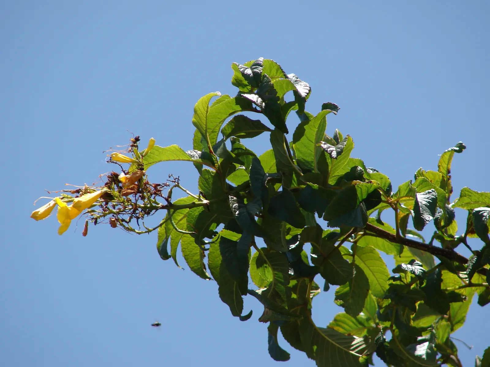 Yellow Bells (Tecoma Stans) — Blooms spring to frost, attracting hummingbirds and butterflies; is an enchanting deciduous shrub that can bring a lush