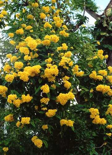 Yellow Bells (Tecoma Stans) — When planting Tecoma stans, consider its placement carefully to avoid areas frequented by pets and children; offering, image 120