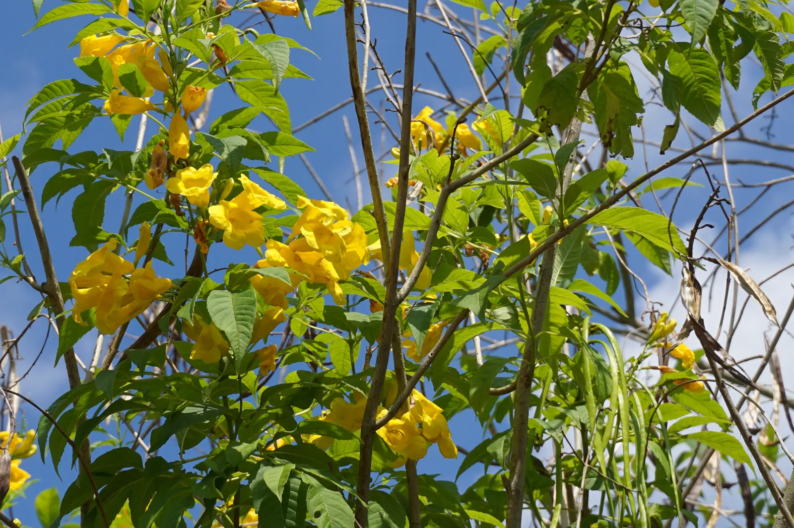 Yellow Bells (Tecoma Stans) — is an enchanting deciduous shrub that can bring a lush