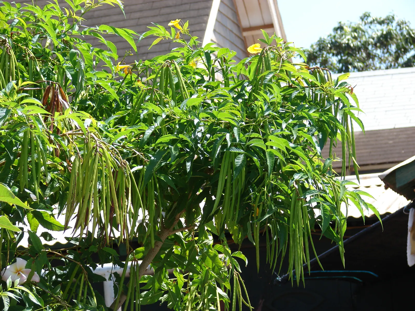 Yellow Bells (Tecoma Stans) — Ideal for creating a focal point in xeriscapes or as an ornamental border