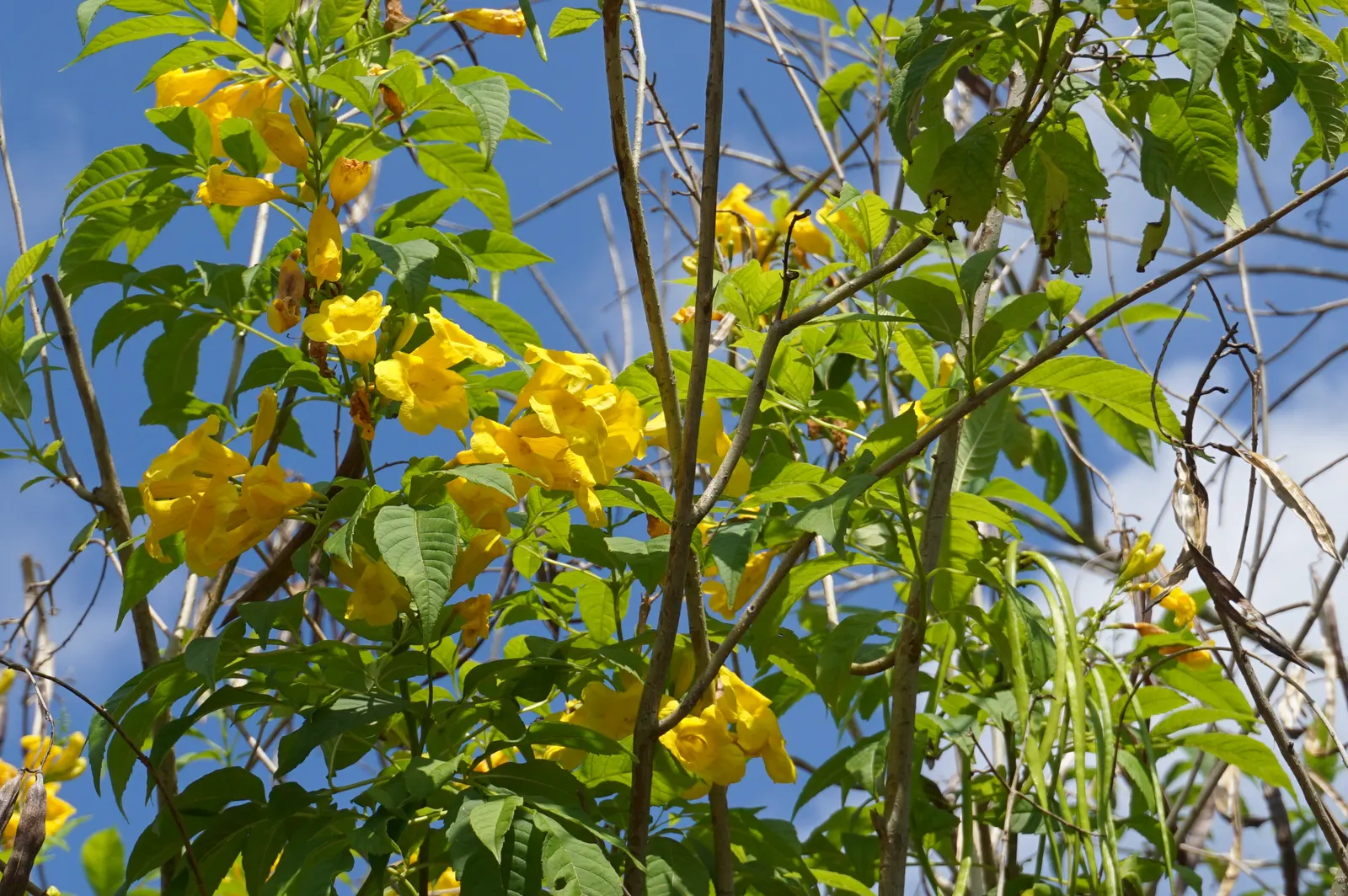 Yellow Bells (Tecoma Stans) — Blooms spring to frost, attracting hummingbirds and butterflies