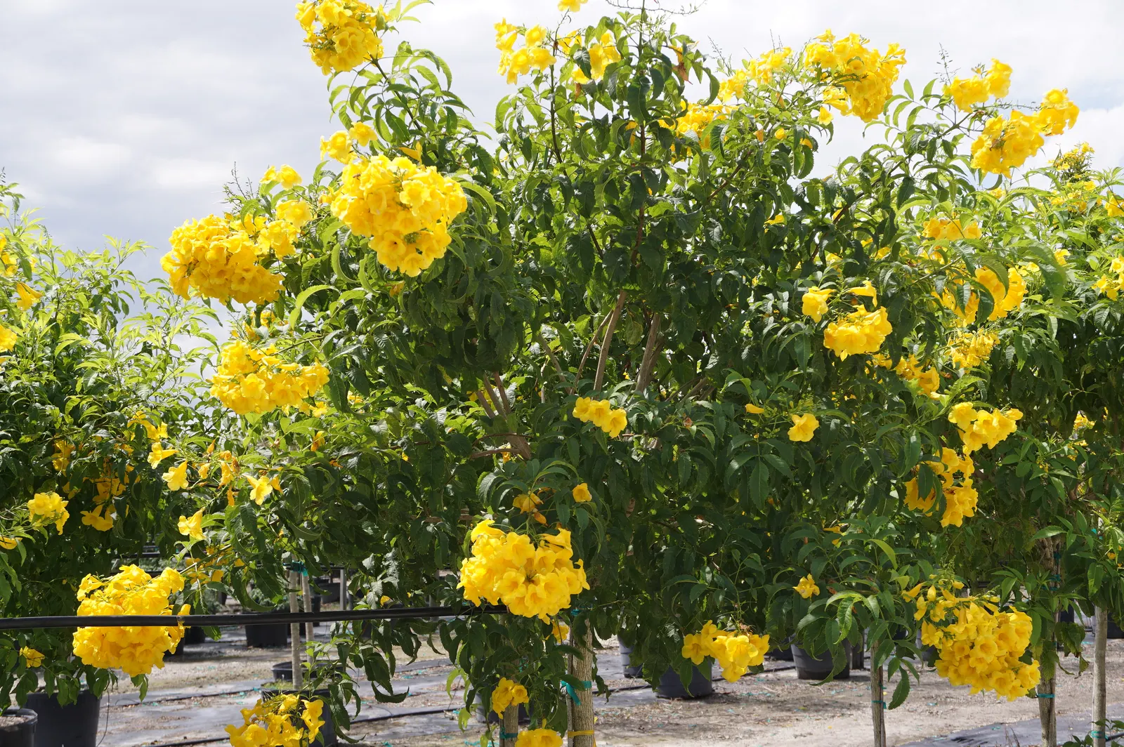 Yellow Bells (Tecoma Stans) — plant it in well-drained soil and provide moderate water