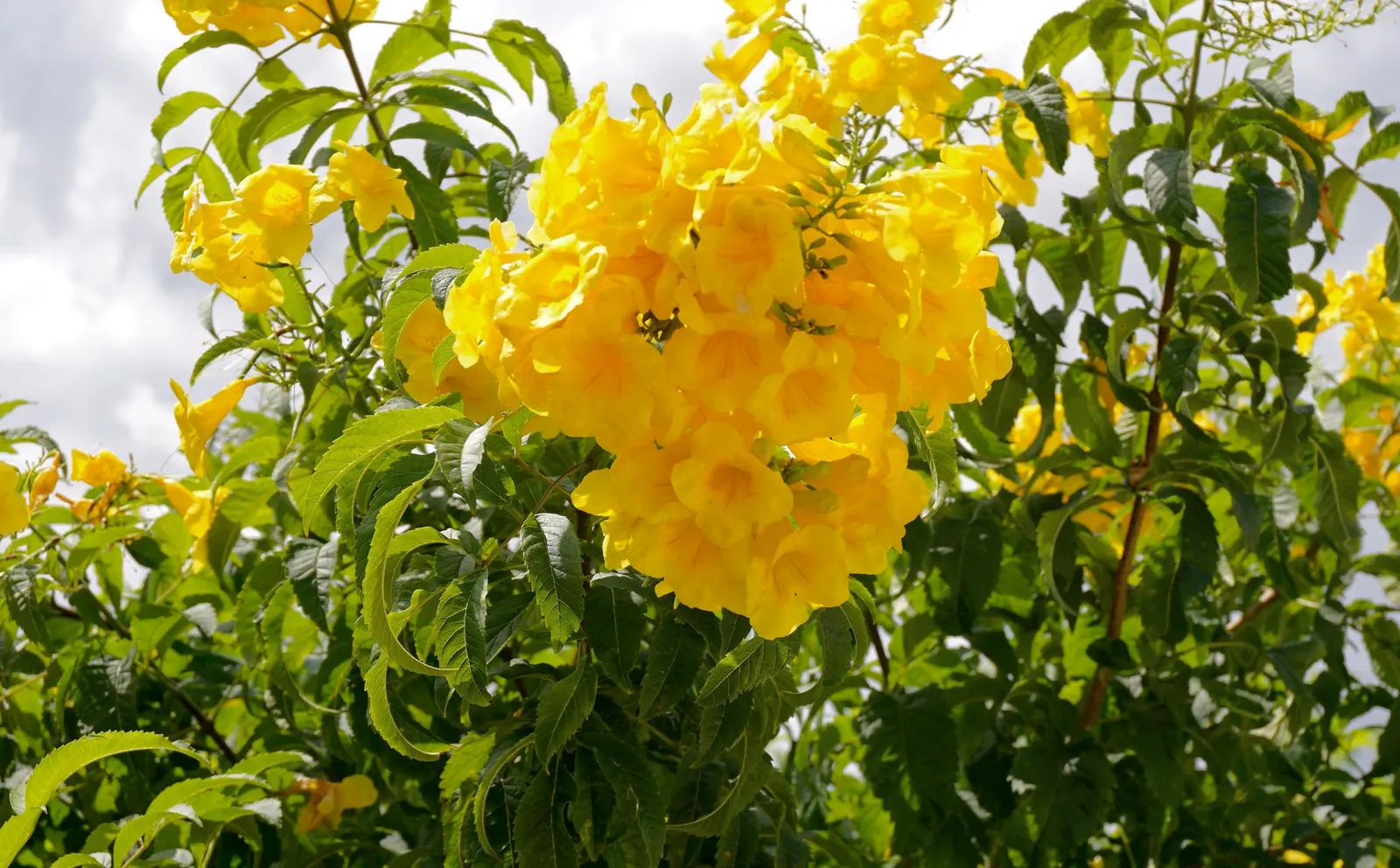 Yellow Bells (Tecoma Stans) — Blooms spring to frost, attracting hummingbirds and butterflies; is an enchanting deciduous shrub that can bring a, image 80