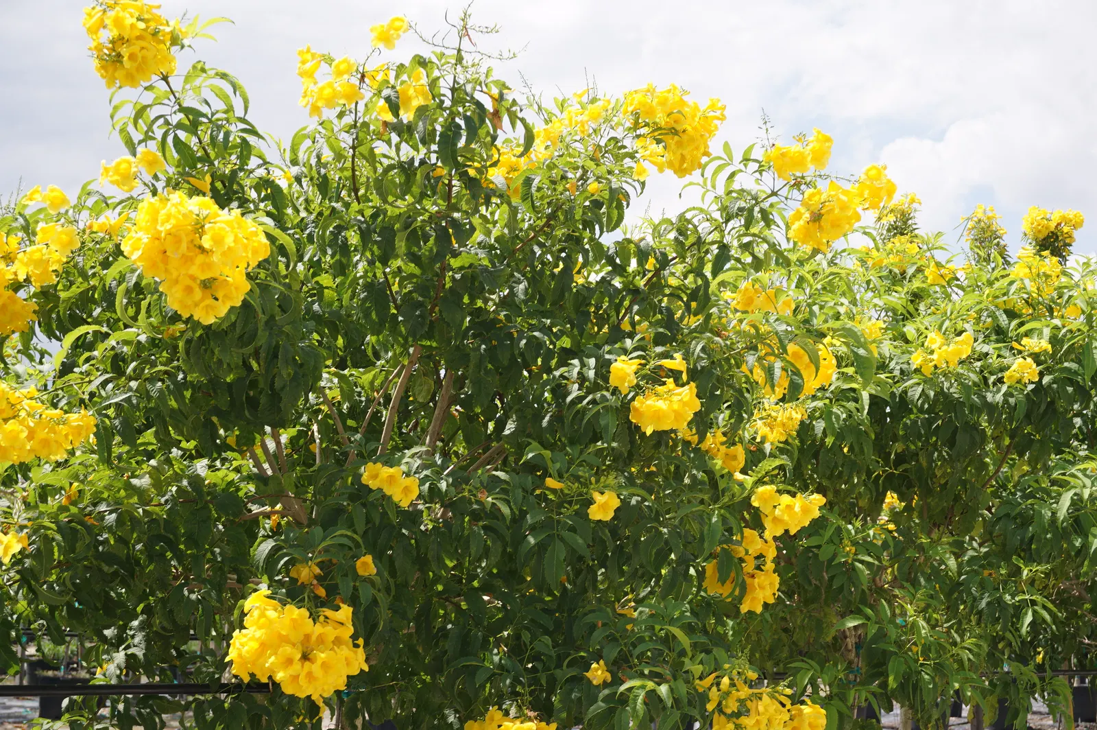 Yellow Bells (Tecoma Stans) — and the foliage can provide a lush backdrop for other plants in the design