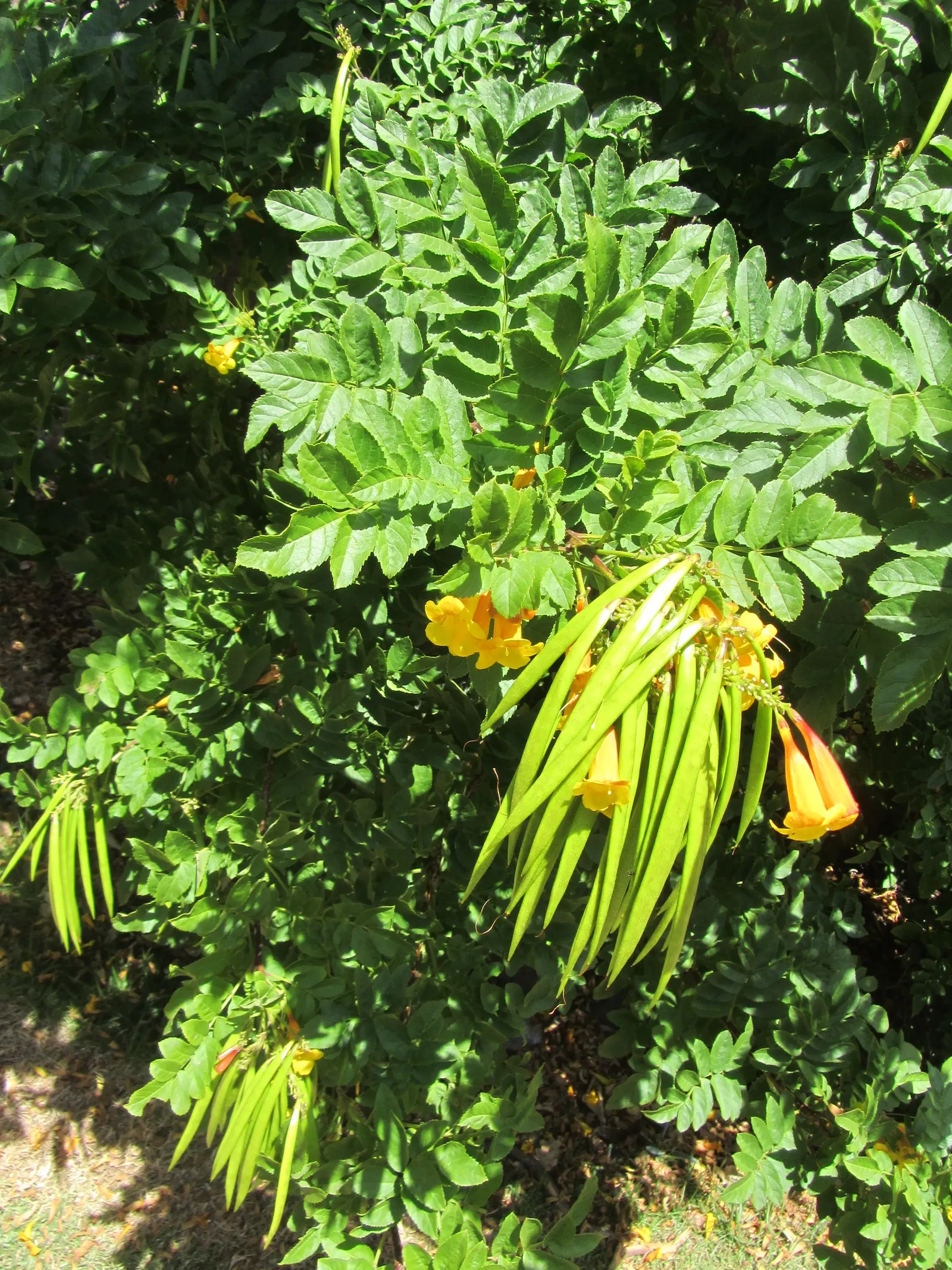 Yellow Bells (Tecoma Stans) — attract pollinators such as bees; when planting Tecoma stans, consider its placement carefully to avoid areas, image 114