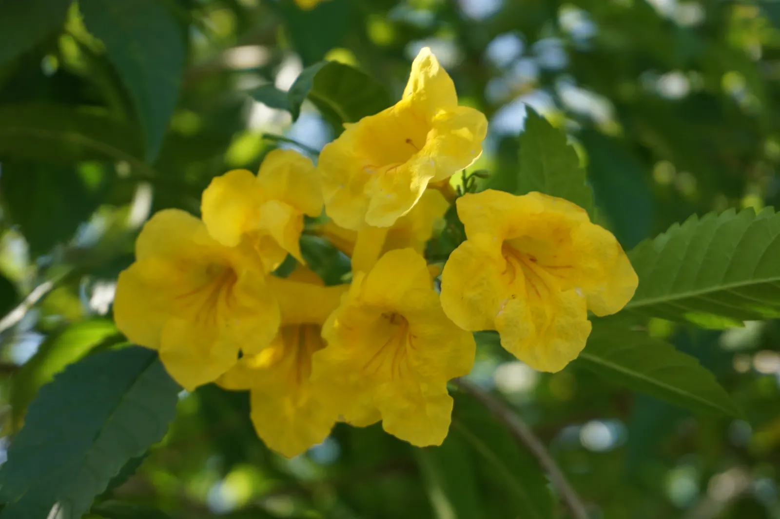 Yellow Bells (Tecoma Stans) — attract pollinators such as bees; when planting Tecoma stans, consider its placement carefully to avoid areas frequented by pets