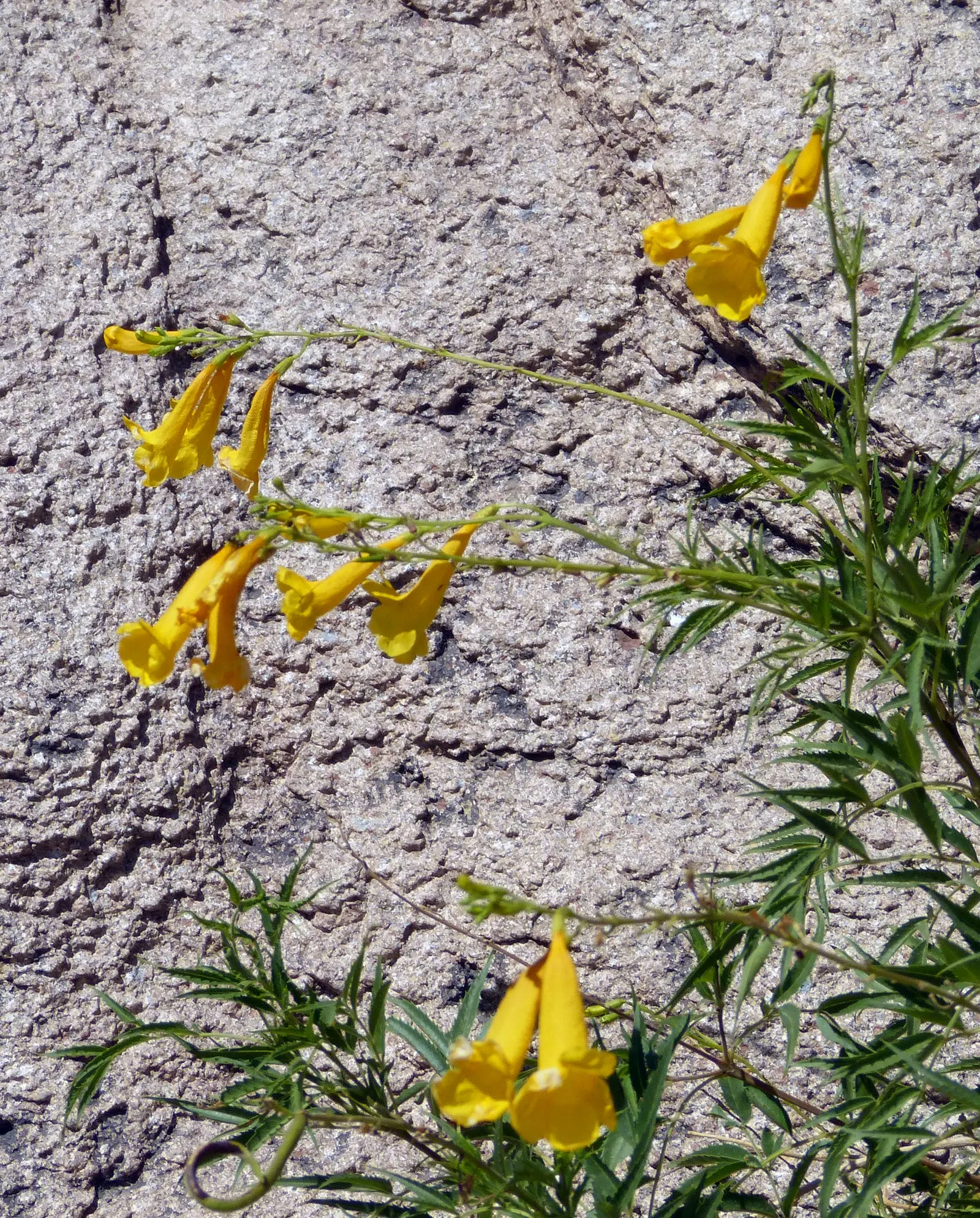 Yellow Bells (Tecoma Stans) — It thrives in full sun and is drought-tolerant once established, requiring minimal care; plant it in well-drained, image 78