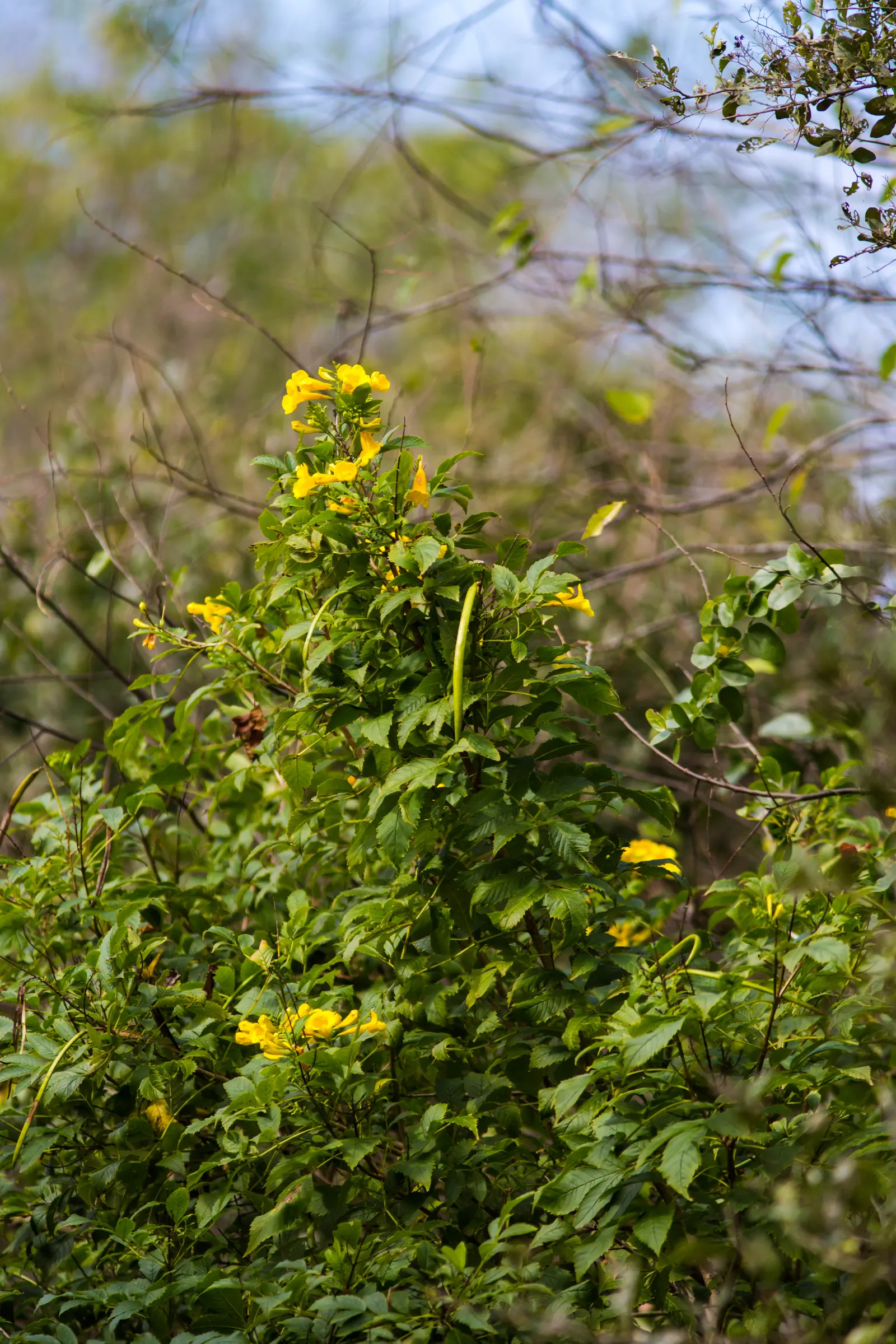 Yellow Bells (Tecoma Stans) — sunny splash of color and a haven for wildlife; the Yellow Bells (Tecoma stans) is a vibrant perennial shrub reaching 5-10 feet